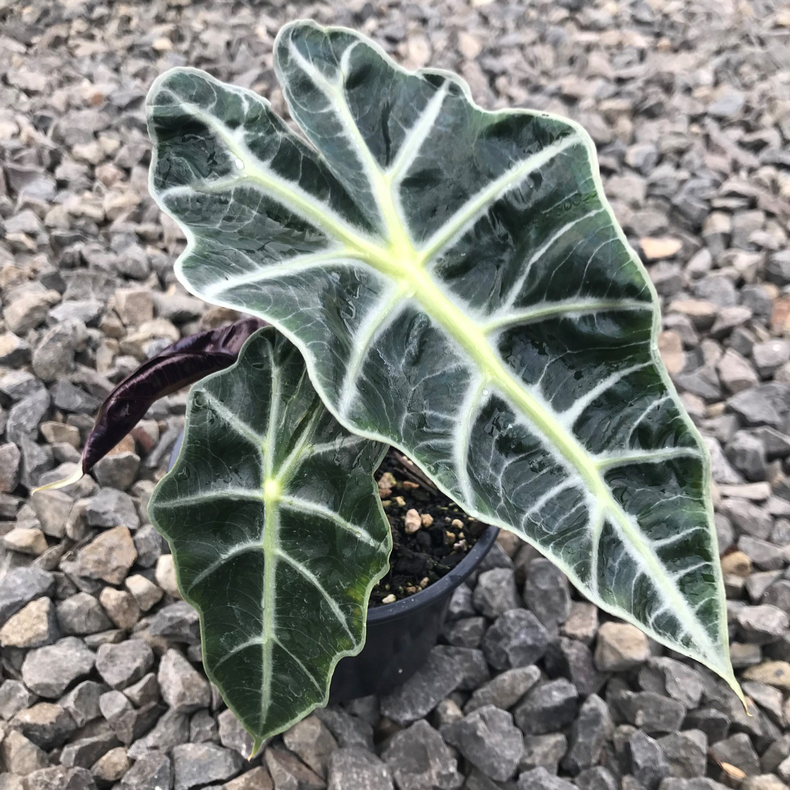 Alocasia 'Polly' - Elephant Ears (4.5" Pot) - Image 4