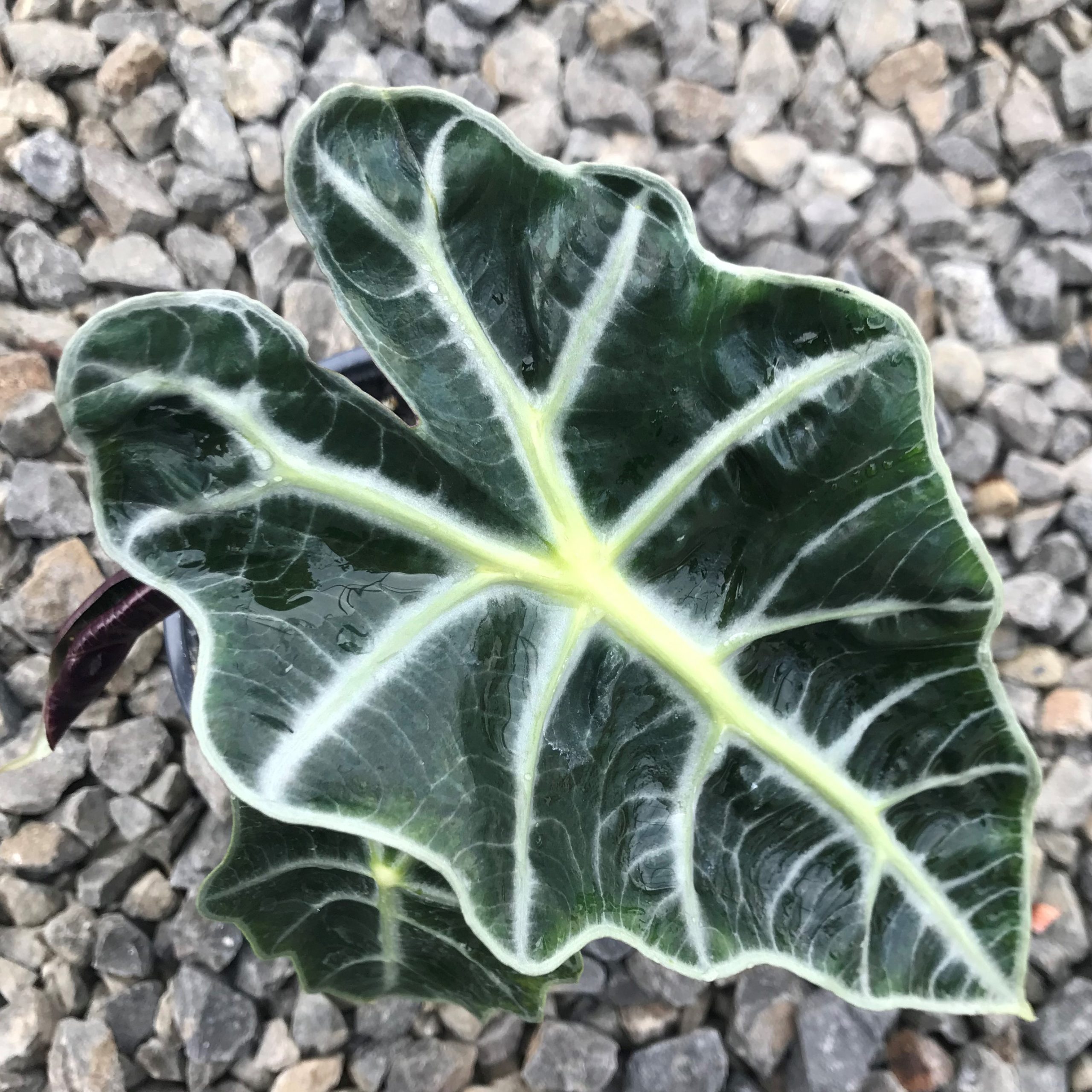 Alocasia 'Polly' - Elephant Ears (4.5" Pot) - Image 3