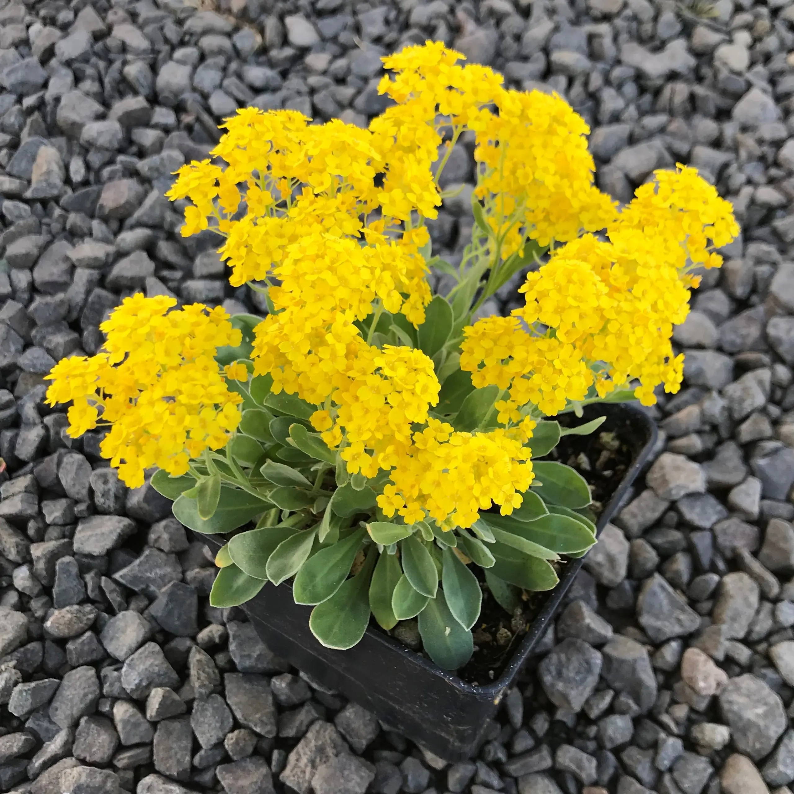 stone planting pots Berkeley Planter, Large Campania International, Alpine Stone (AS) main image 0