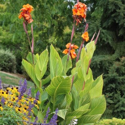 Canna 'Pretoria' - Canna Lily (Gallon Pot)