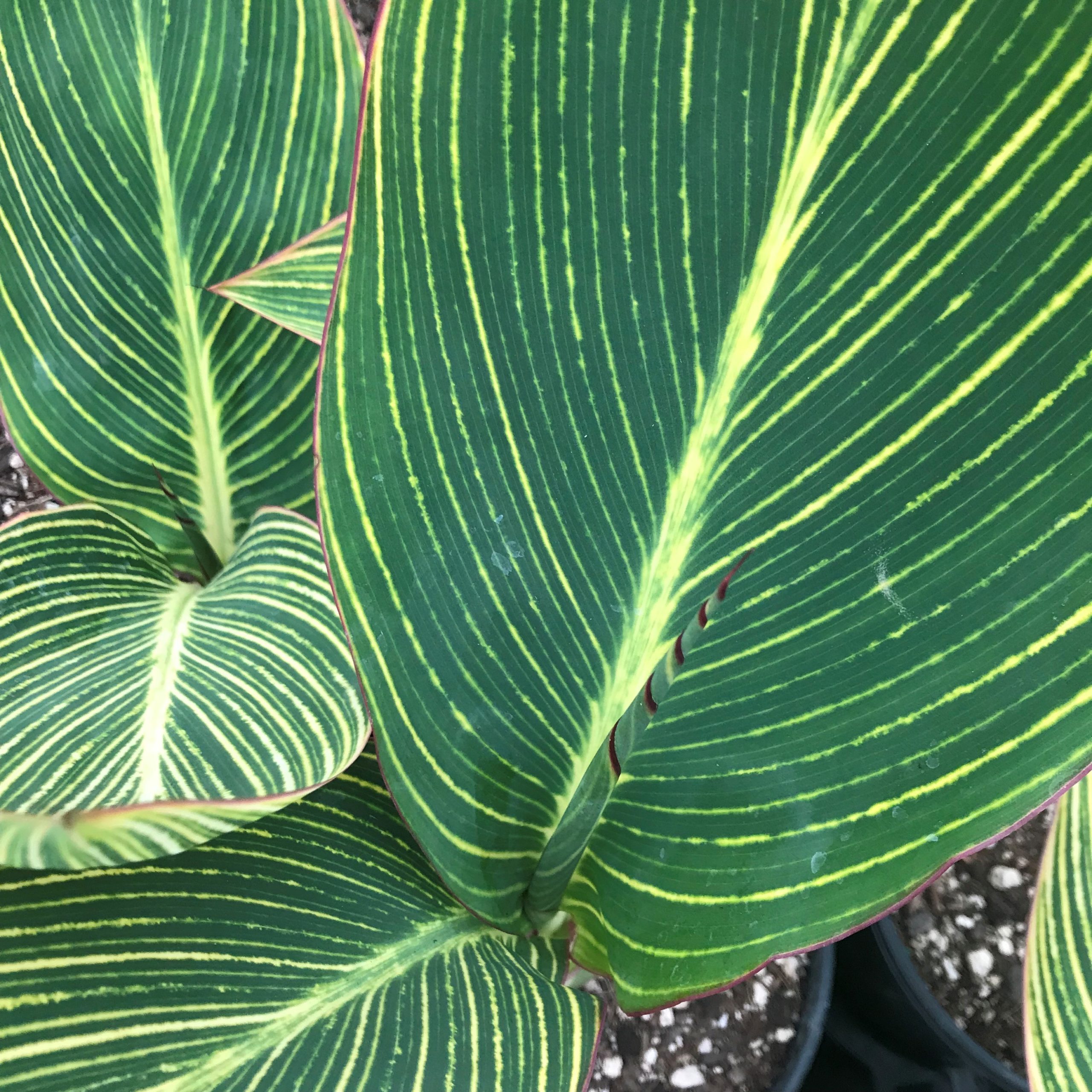 Canna 'Pretoria' - Canna Lily (Gallon Pot) - Image 4
