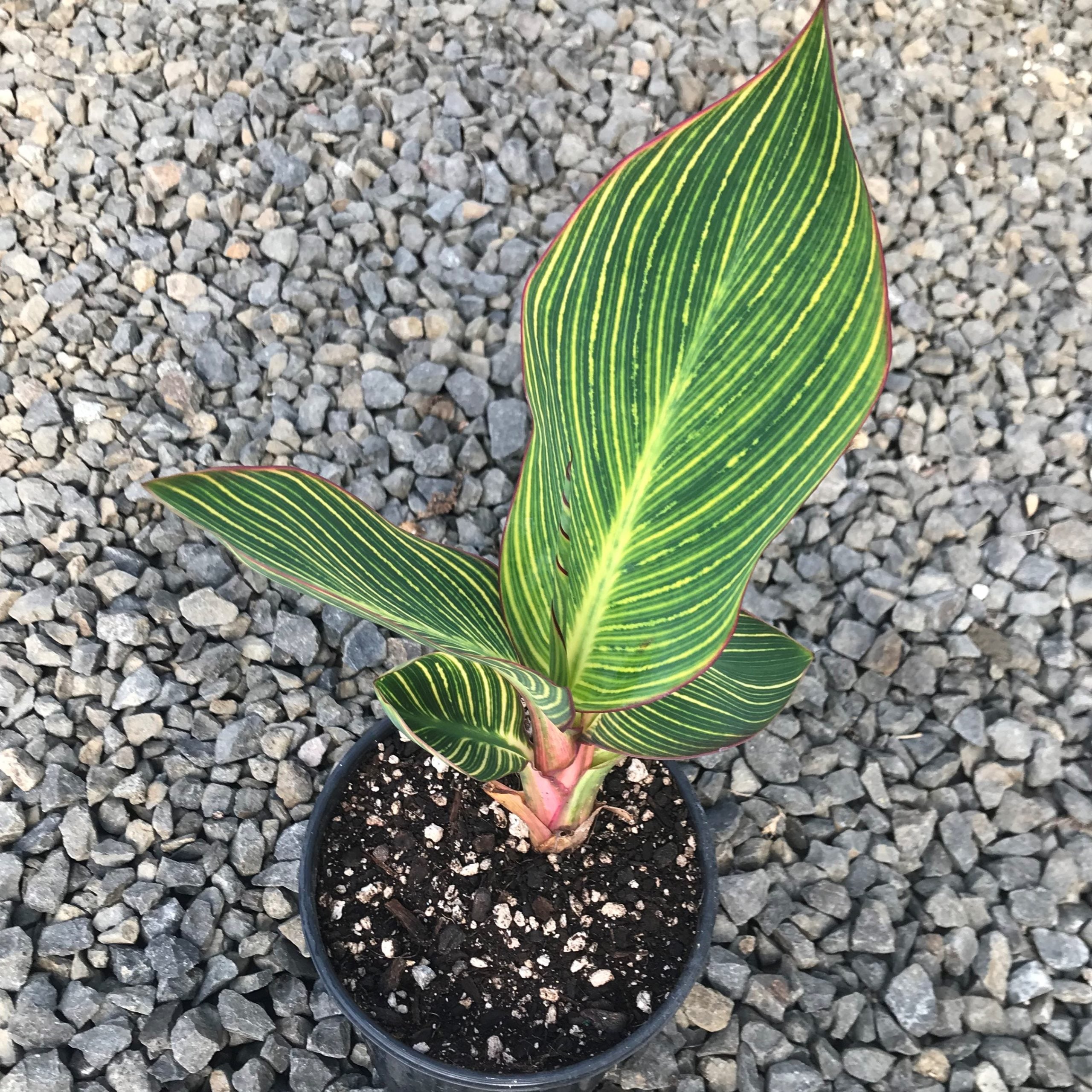 Canna 'Pretoria' - Canna Lily (Gallon Pot) | Little Prince of