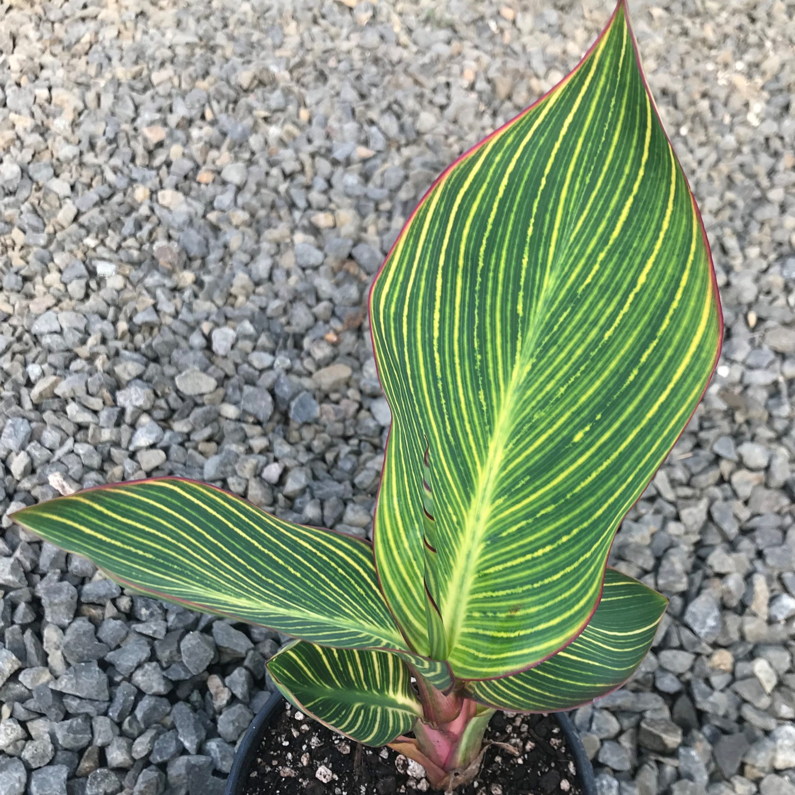 Canna 'Pretoria' - Canna Lily (Gallon Pot) - Image 5