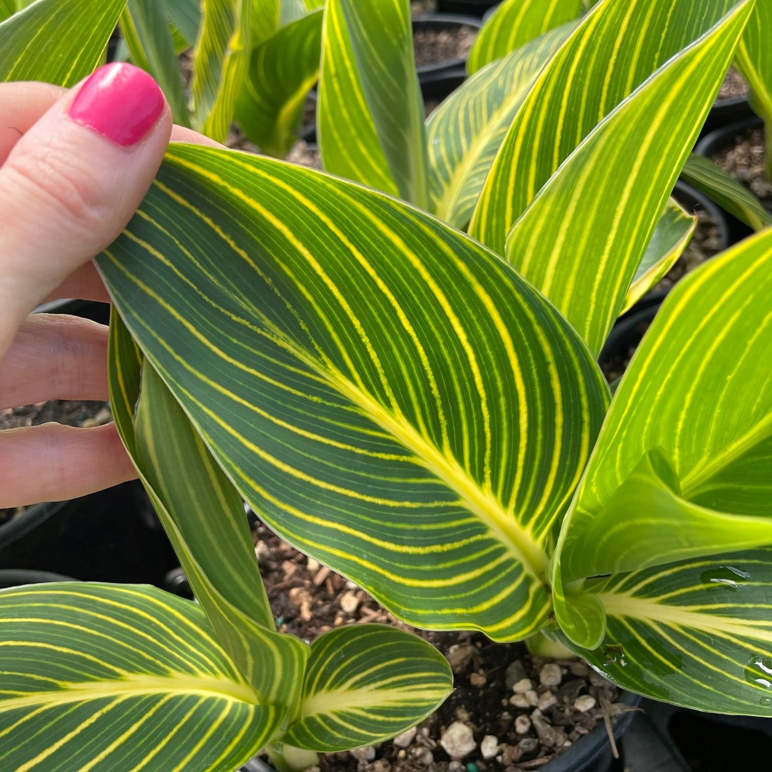 Canna 'Pretoria' - Canna Lily (Gallon Pot) - Image 2