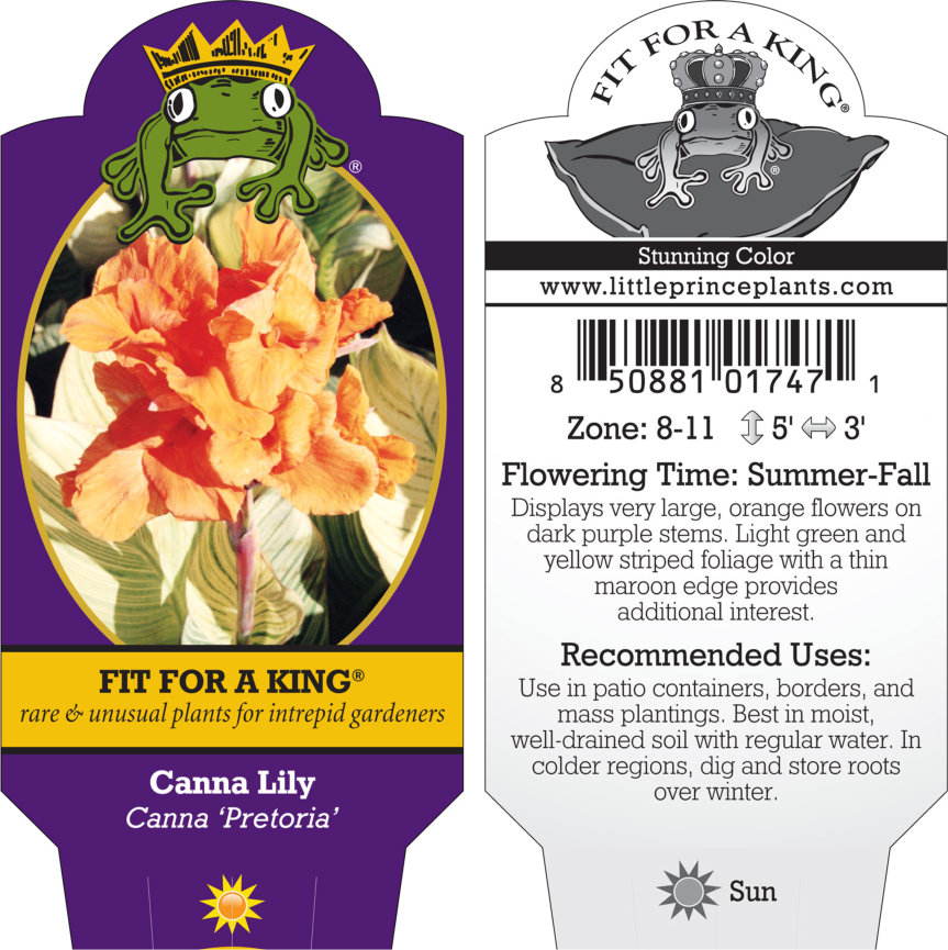 Canna 'Pretoria' - Canna Lily (Gallon Pot) - Image 7