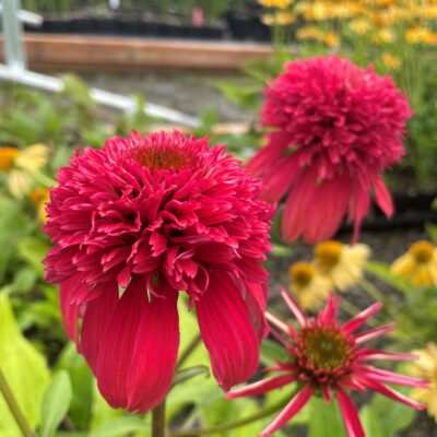 Echinacea Double Scoop™ Cranberry - Coneflower USPP #24,769; US 7,982,110 (4.5" Pot)