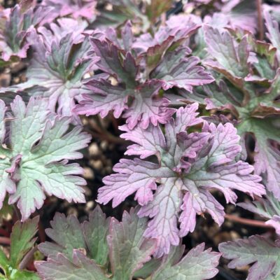 Geranium pratense 'Dark Reiter' - Meadow Cranesbill (4.5" Pot)