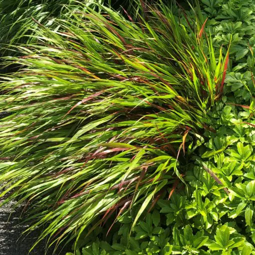 「THE GRASS OF JUNE 30, 2002」日韓w杯記念 M3068 Hakonechloa macra 'Beni-Kaze' - Hakone Grass (3.5