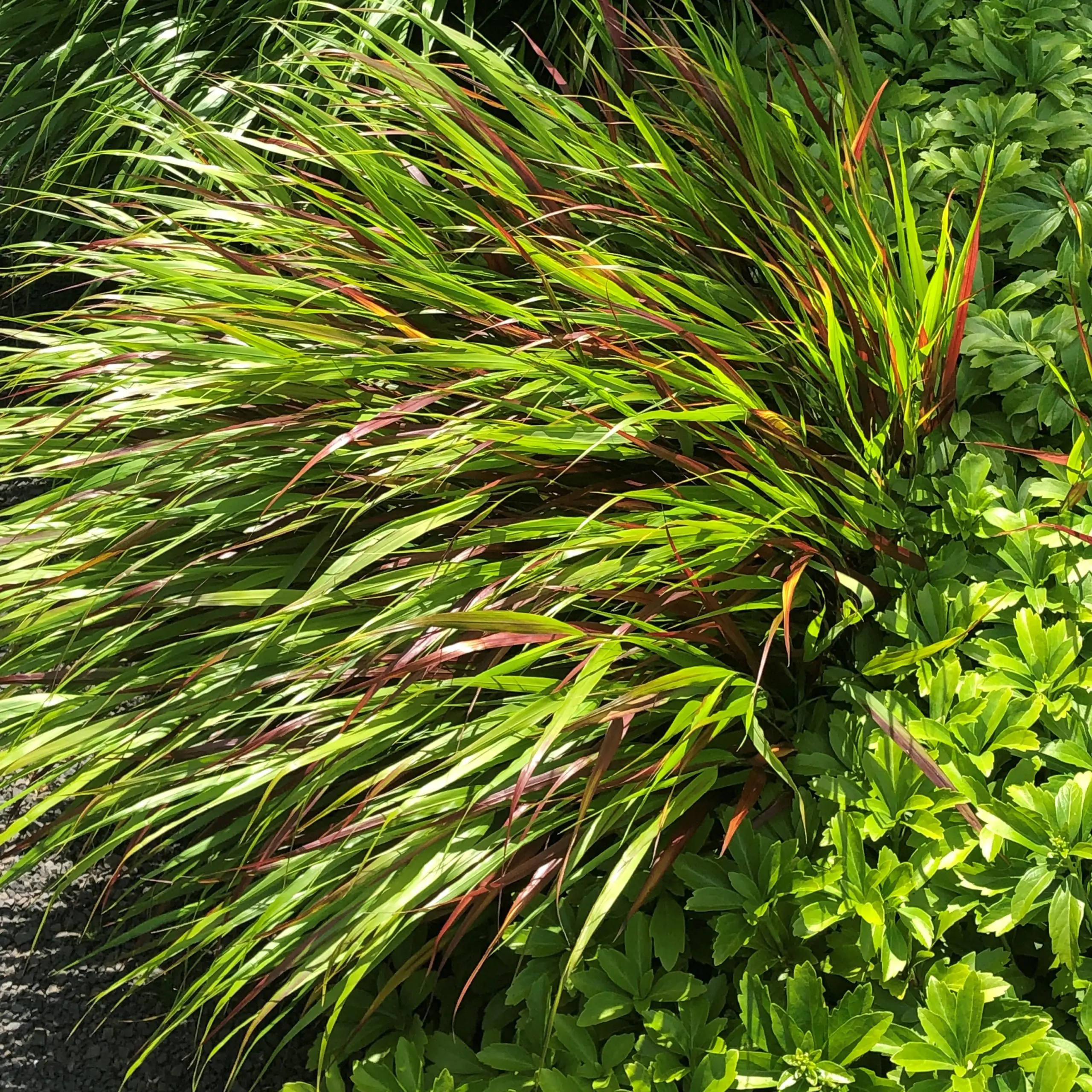 Hakonechloa macra 'Beni-Kaze' - Hakone Grass (3.5