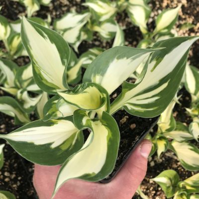 Hosta 'Loyalist' - Plantain Lily (3.5" Pot)