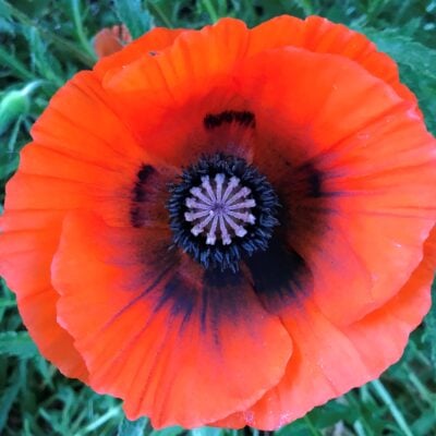Papaver orientale 'Orange Scarlet' - Oriental Poppy (4" Pot)