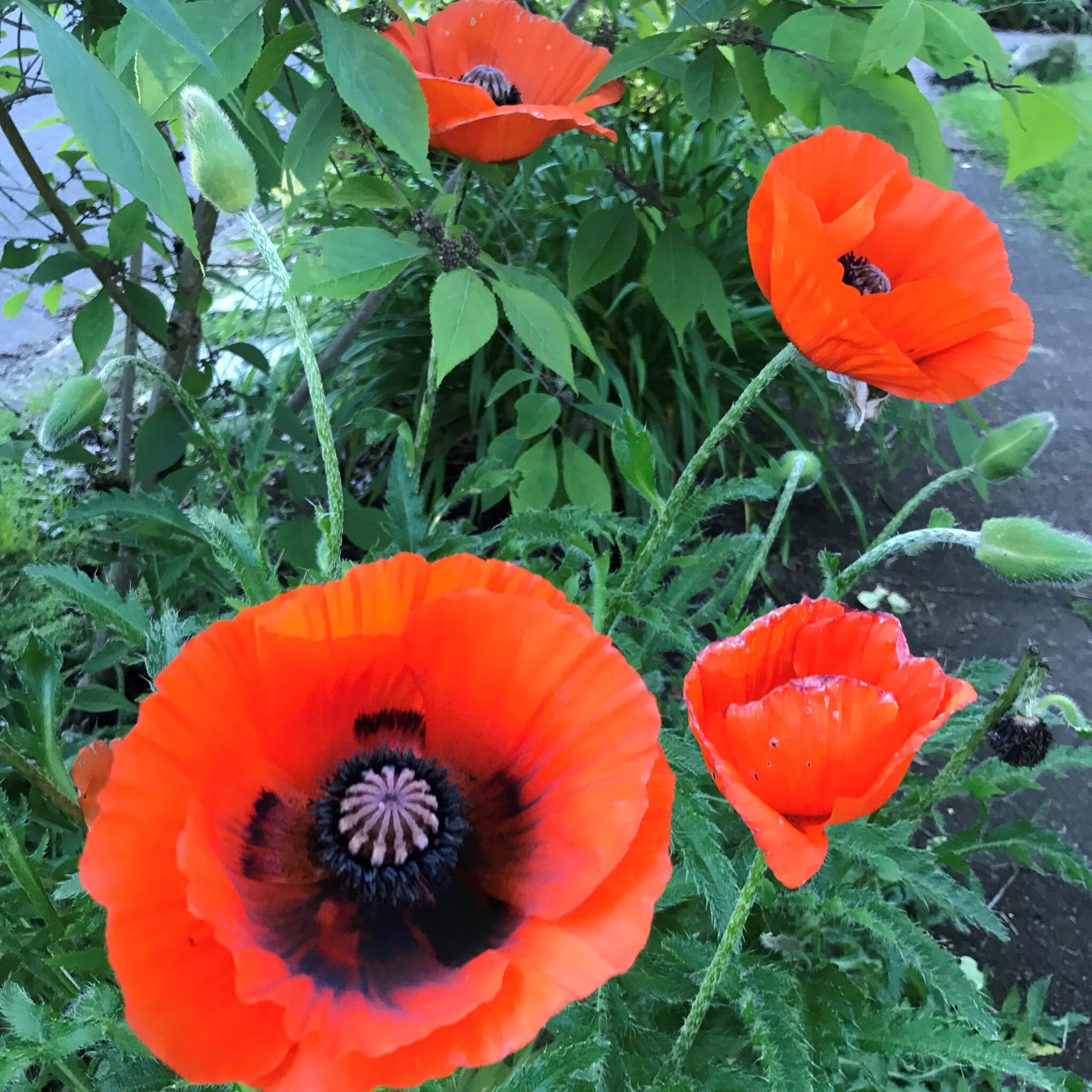 Papaver orientale 'Orange Scarlet' - Oriental Poppy (4" Pot) | Little