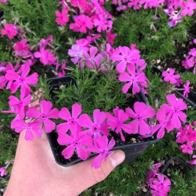 Phlox subulata 'McDaniel's Cushion' - Creeping Phlox (4" Pot)