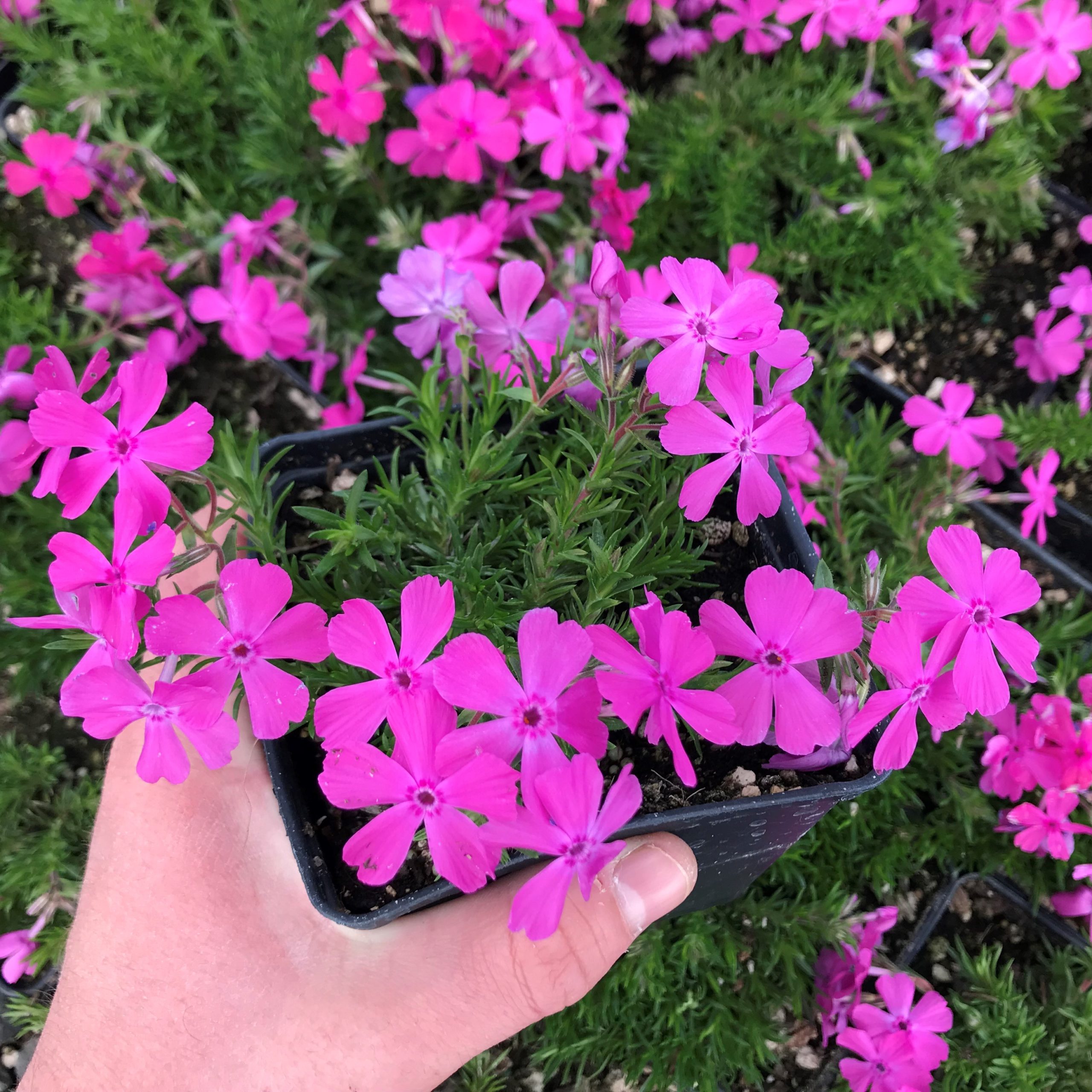 Phlox subulata 'McDaniel's Cushion' - Creeping Phlox (4" Pot)
