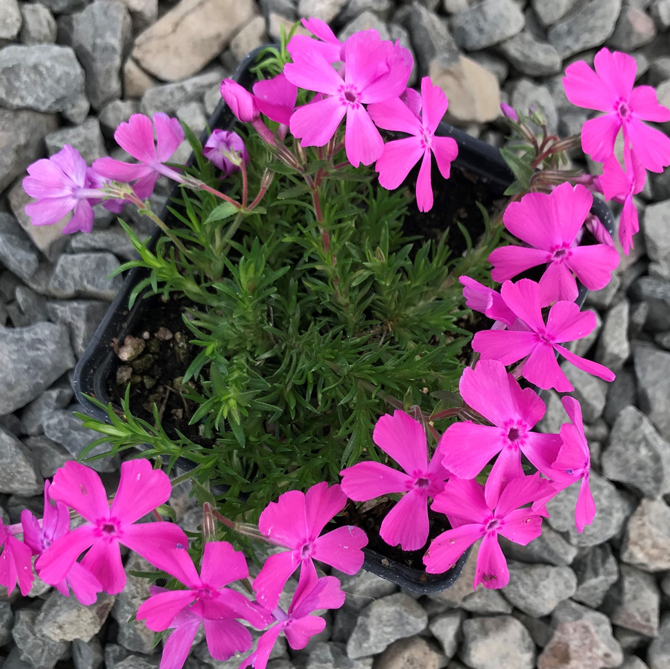 Phlox subulata 'McDaniel's Cushion' - Creeping Phlox (4" Pot) - Image 2