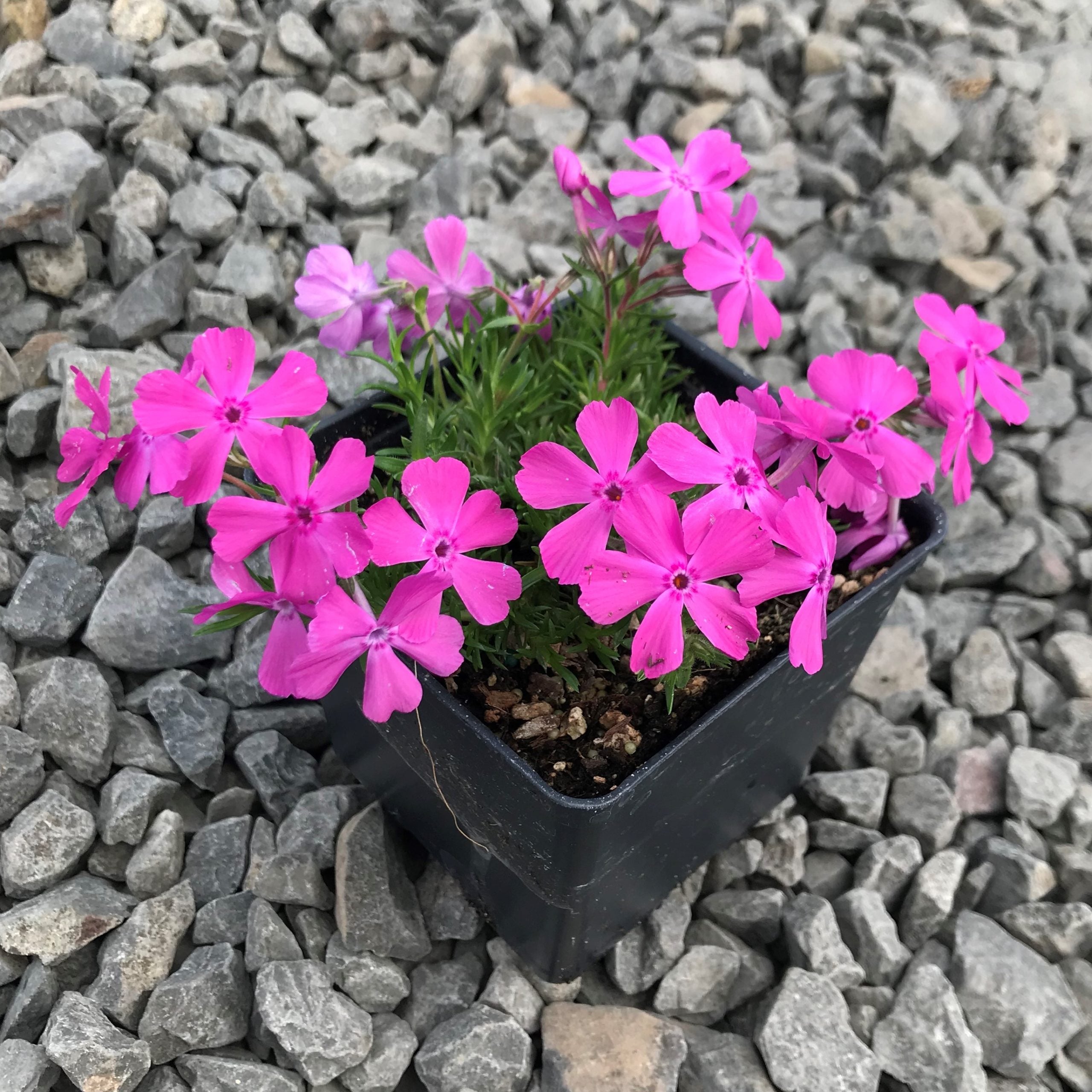 Phlox subulata 'McDaniel's Cushion' - Creeping Phlox (4