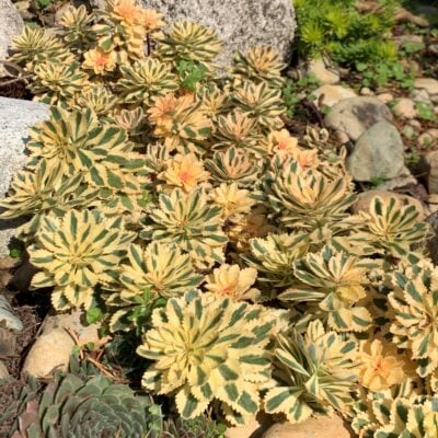 Sedum takesimense Atlantis™ - Korean Stonecrop USPP# 27,454 (3.5" Pot)