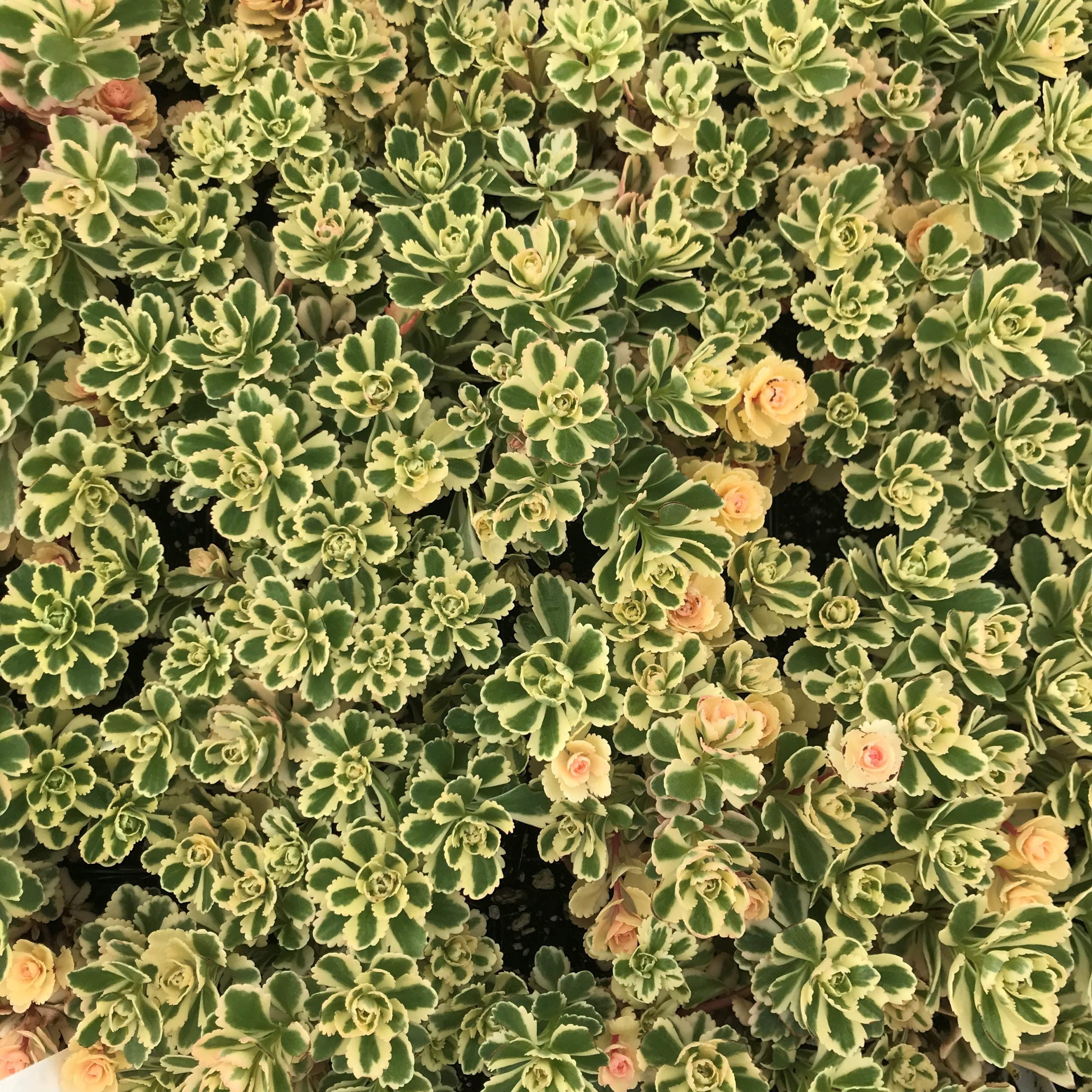 Sedum takesimense Atlantis™ - Korean Stonecrop USPP# 27,454 (3.5" Pot) - Image 4