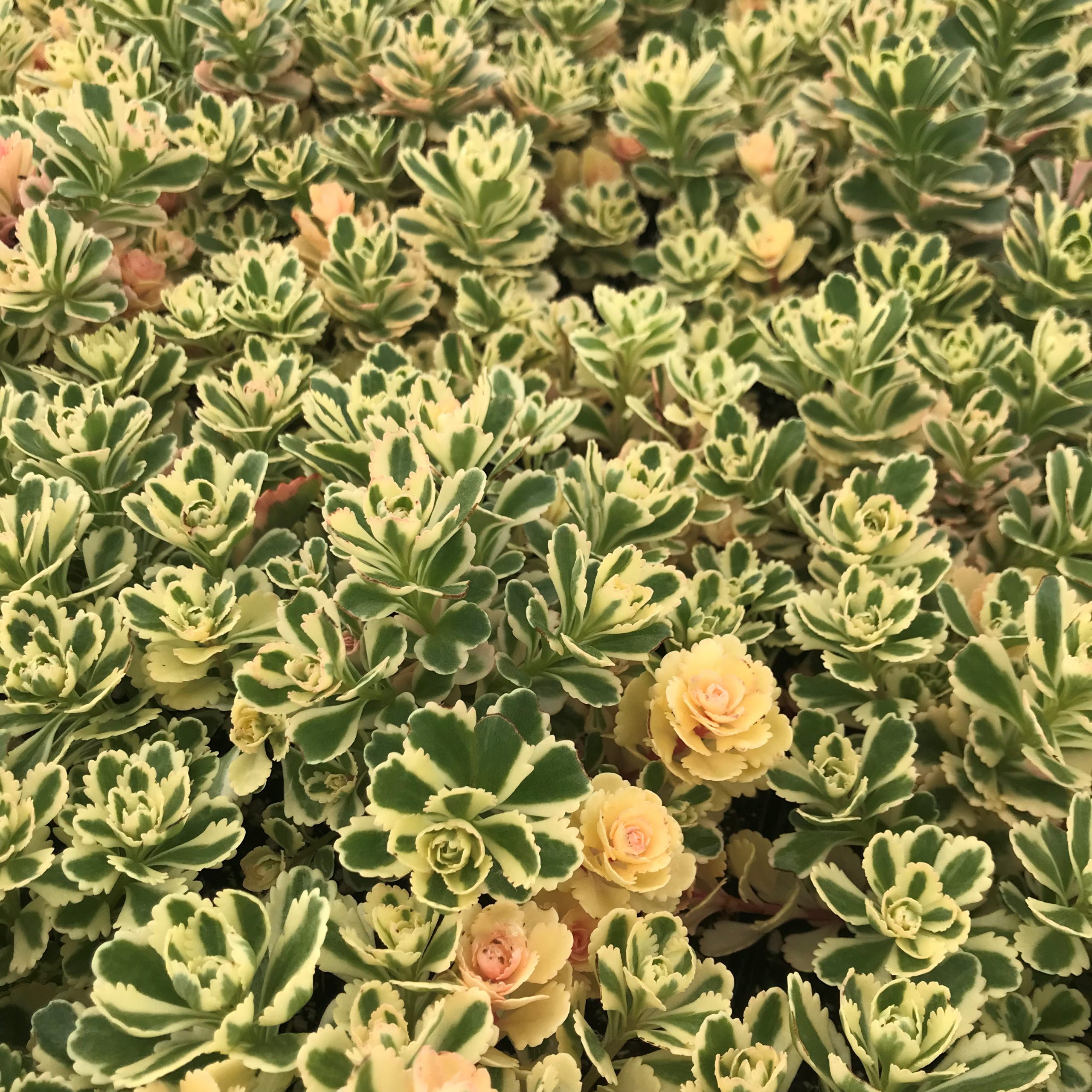 Sedum takesimense Atlantis™ - Korean Stonecrop USPP# 27,454 (3.5" Pot) - Image 3