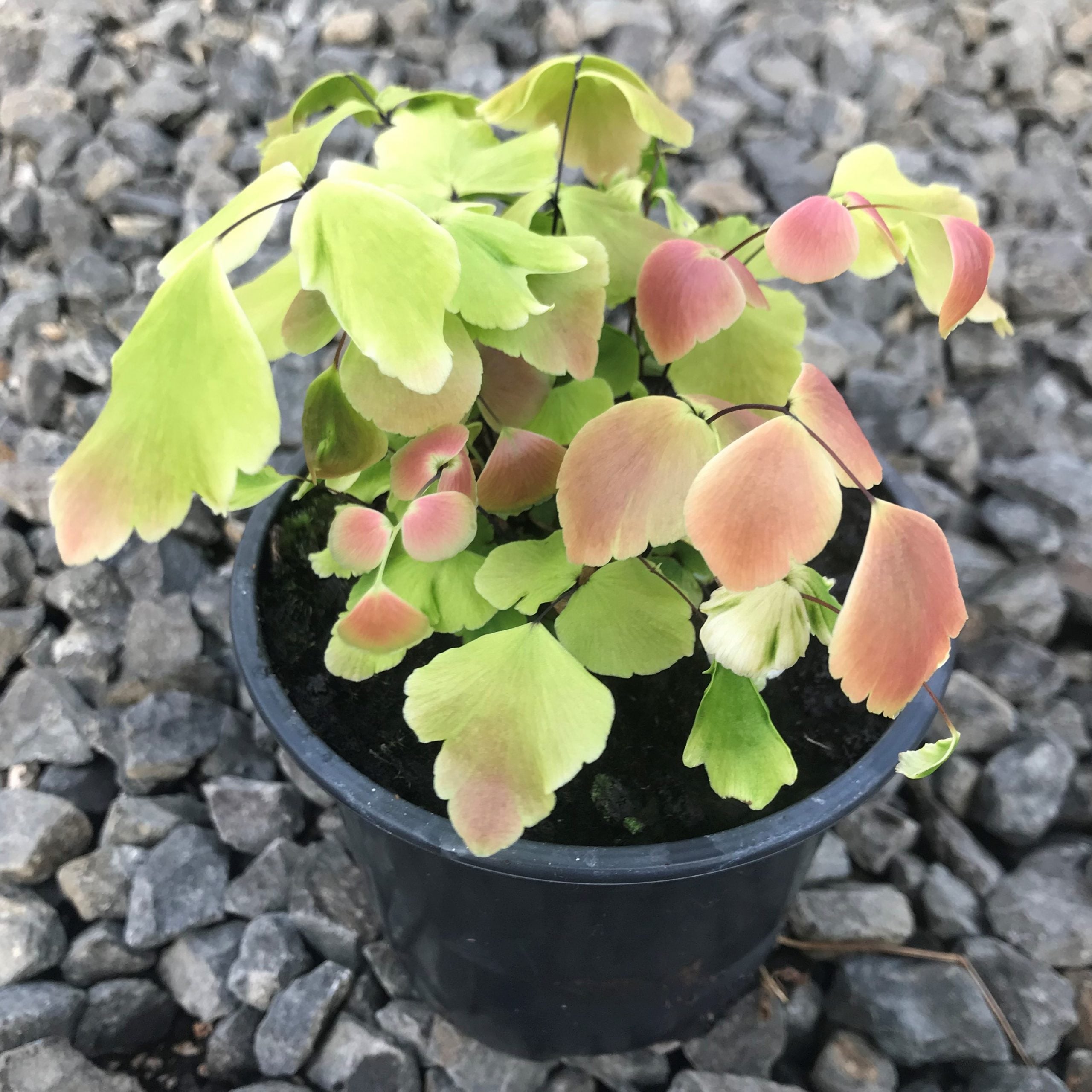 Adiantum macrophyllum - Largeleaf Maidenhair (4.5" Pot) - Image 2