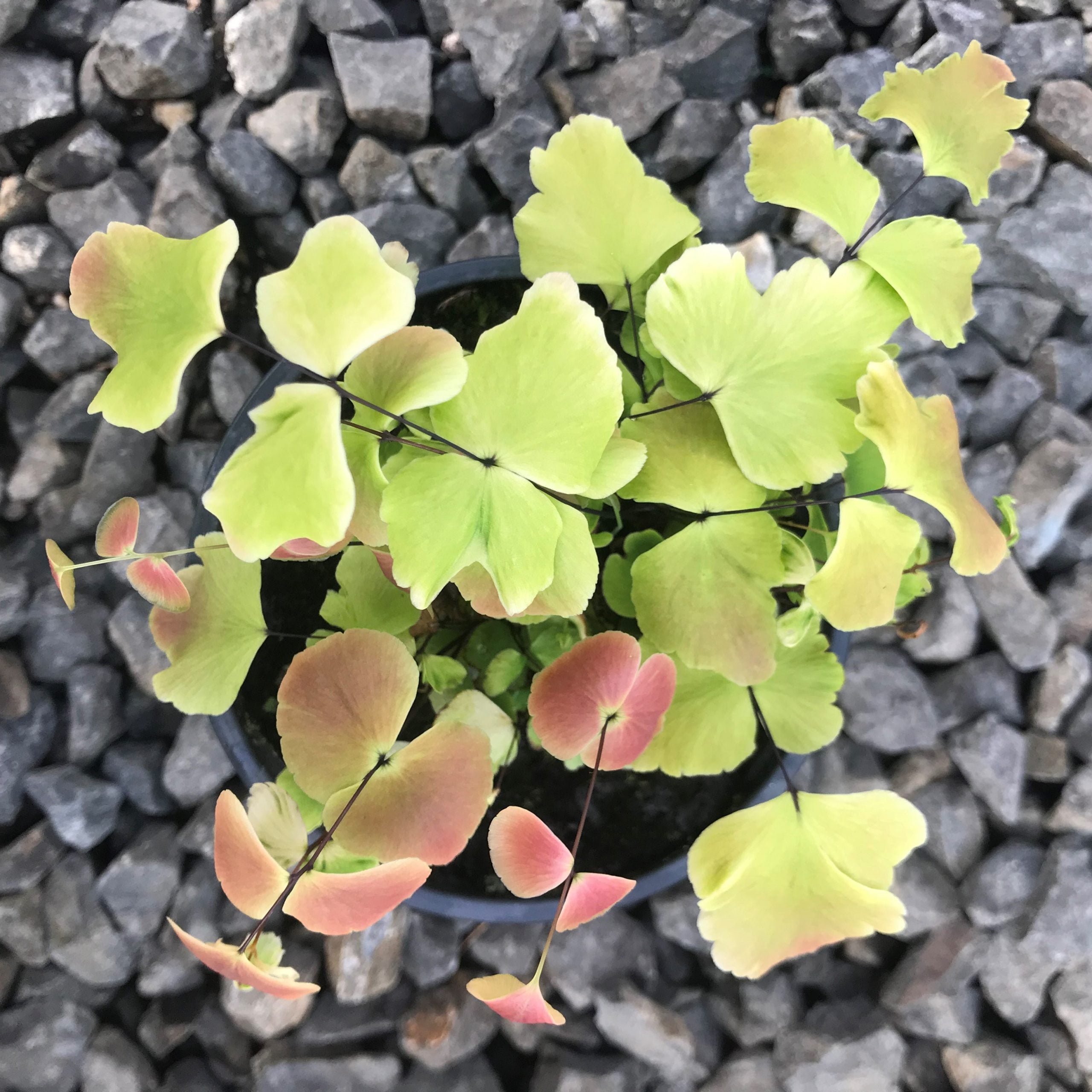 Adiantum macrophyllum - Largeleaf Maidenhair (4.5" Pot) - Image 3