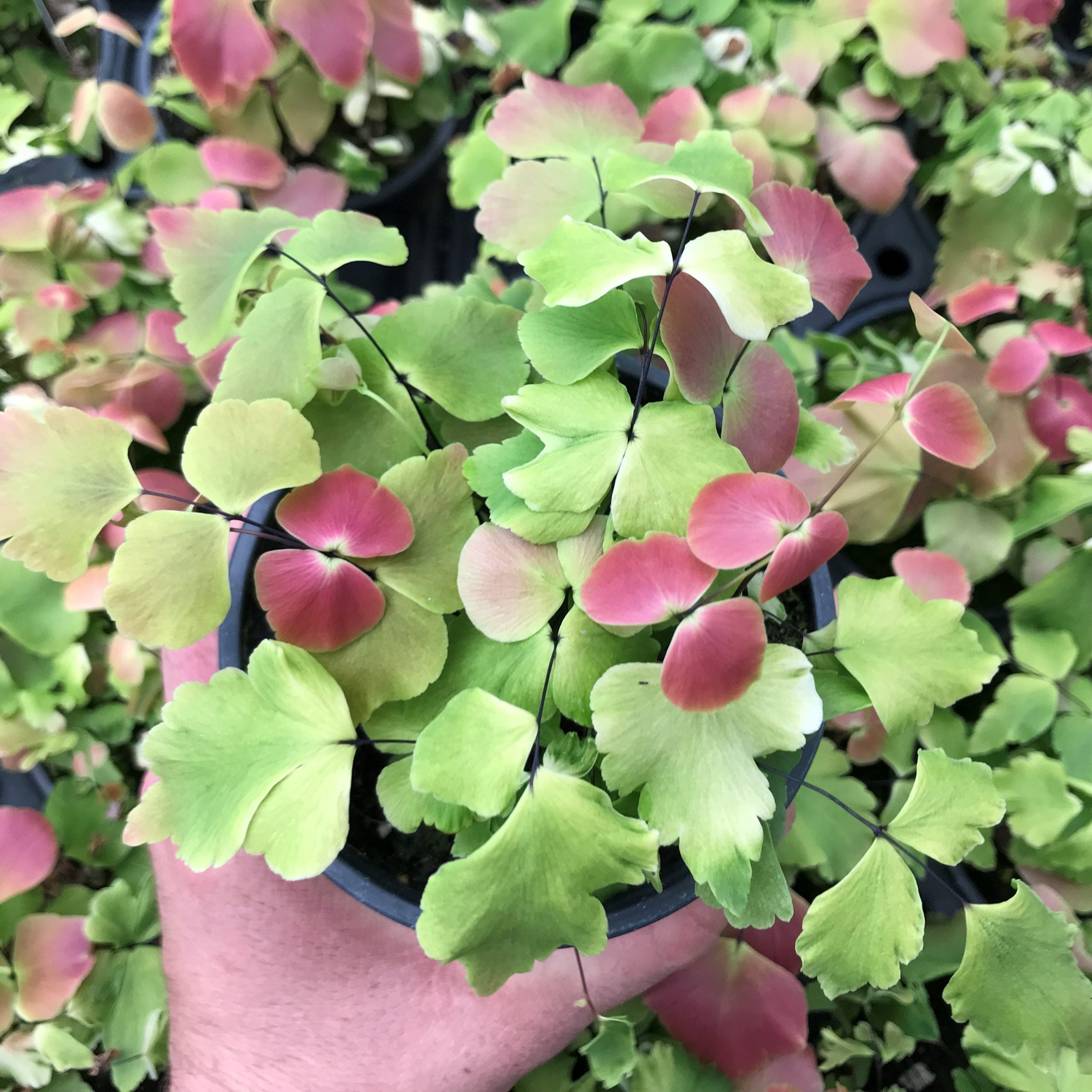 Adiantum macrophyllum - Largeleaf Maidenhair (4.5" Pot)