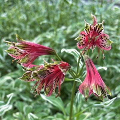 Alstroemeria psittacina 'Variegata' - White Edged Princess Lily (4.5" Pot)