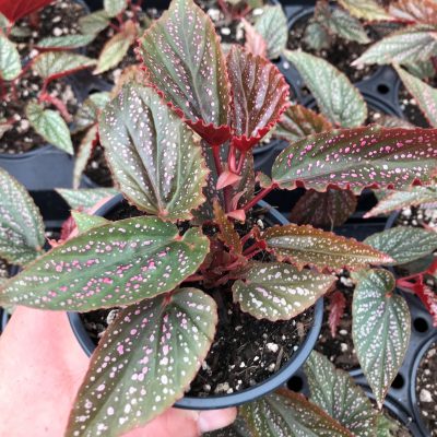 Begonia 'Benigo Pink' - Angelwing Begonia (4.5" Pot)