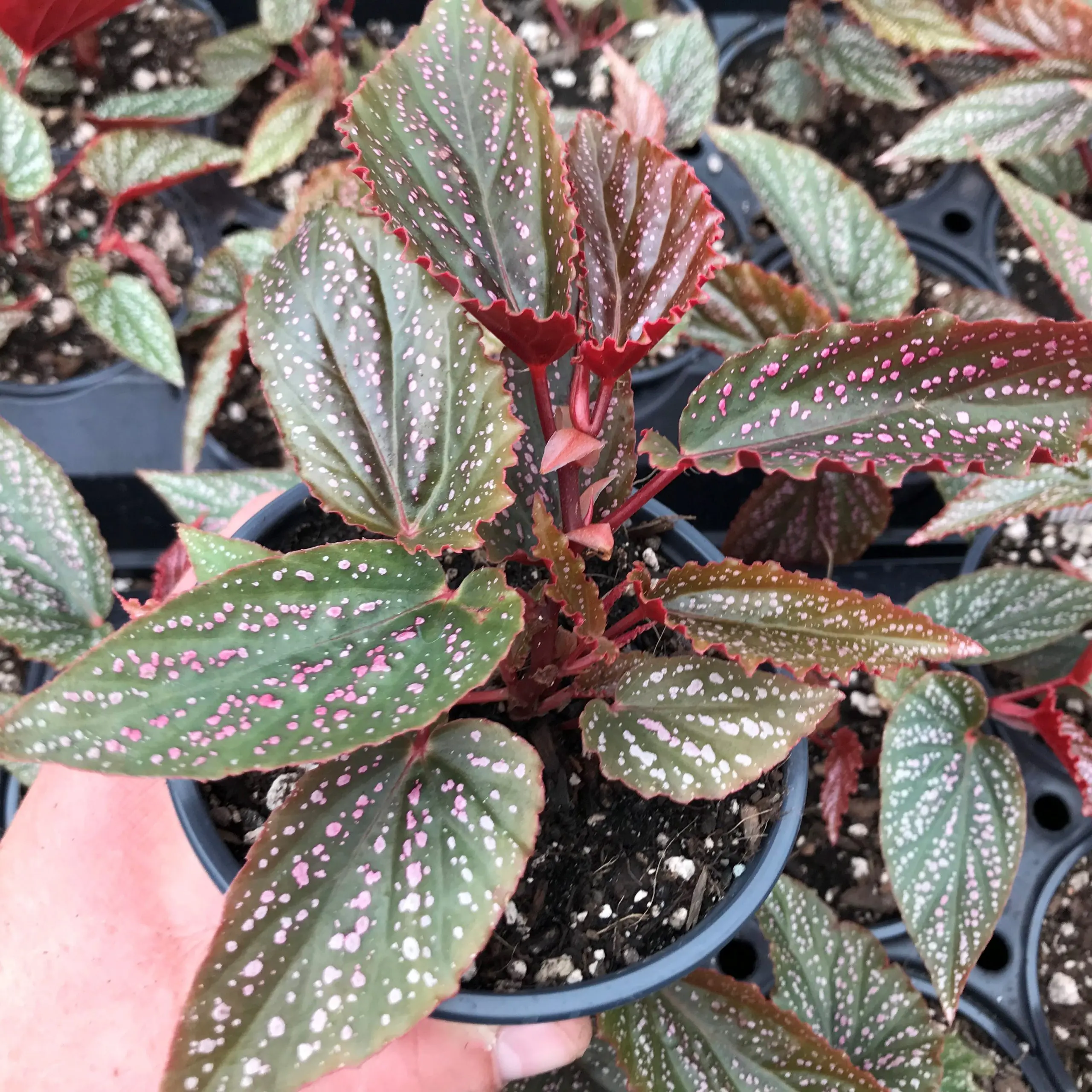 photinia-hecke 'red robin' wachstum Glanzmispel 'Red Robin' (x3) - Photinia fraseri Red Robin main image 1