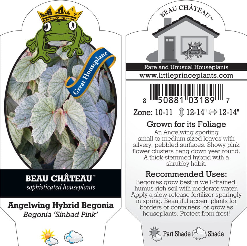 Begonia 'Sinbad Pink' - Angelwing Hybrid Begonia (4.5" Pot) - Image 2