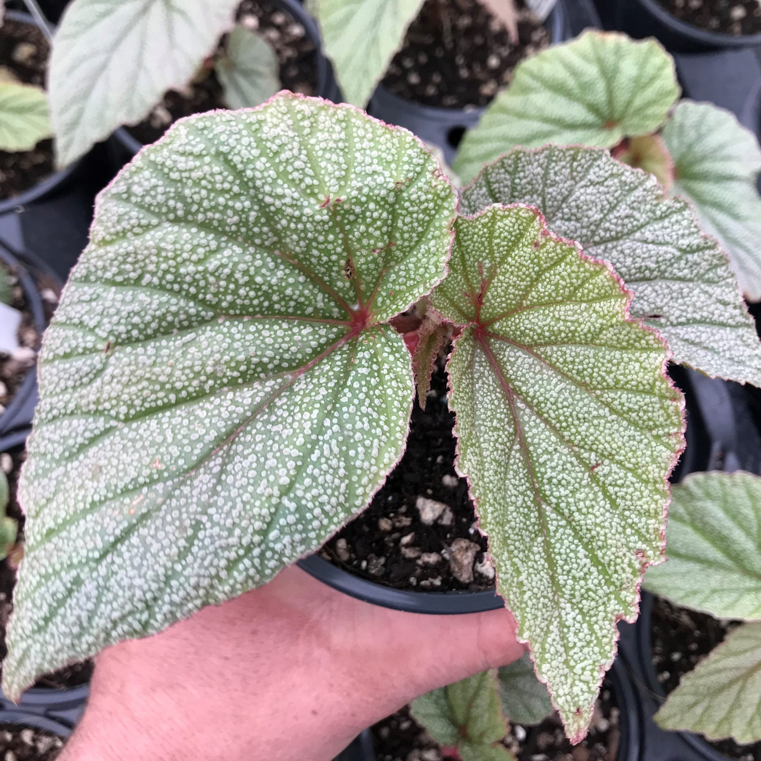 Begonia 'Sinbad Pink' - Angelwing Hybrid Begonia (4.5" Pot)