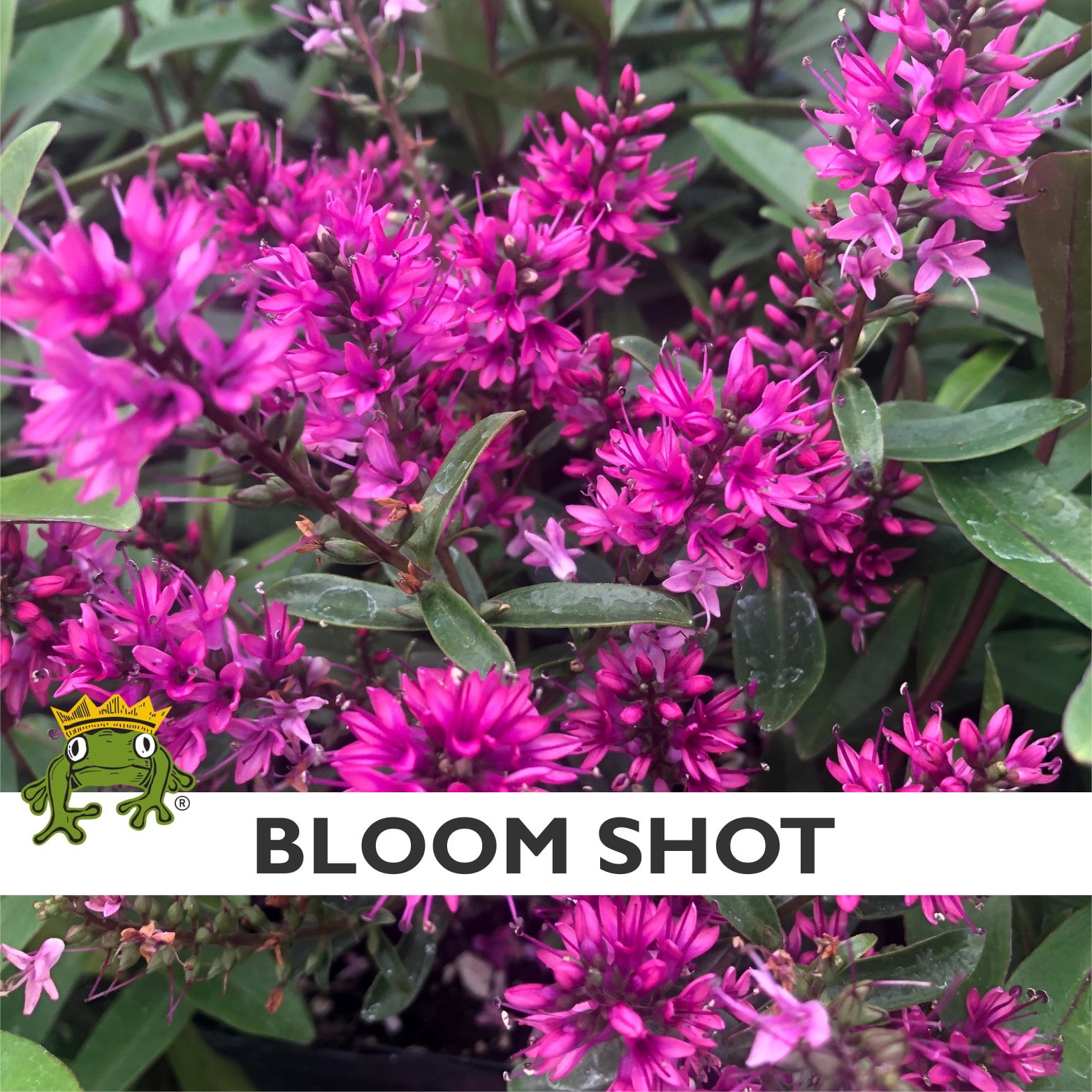 Hebe 'Wiri Blush' (4.5" Pot) - Image 7
