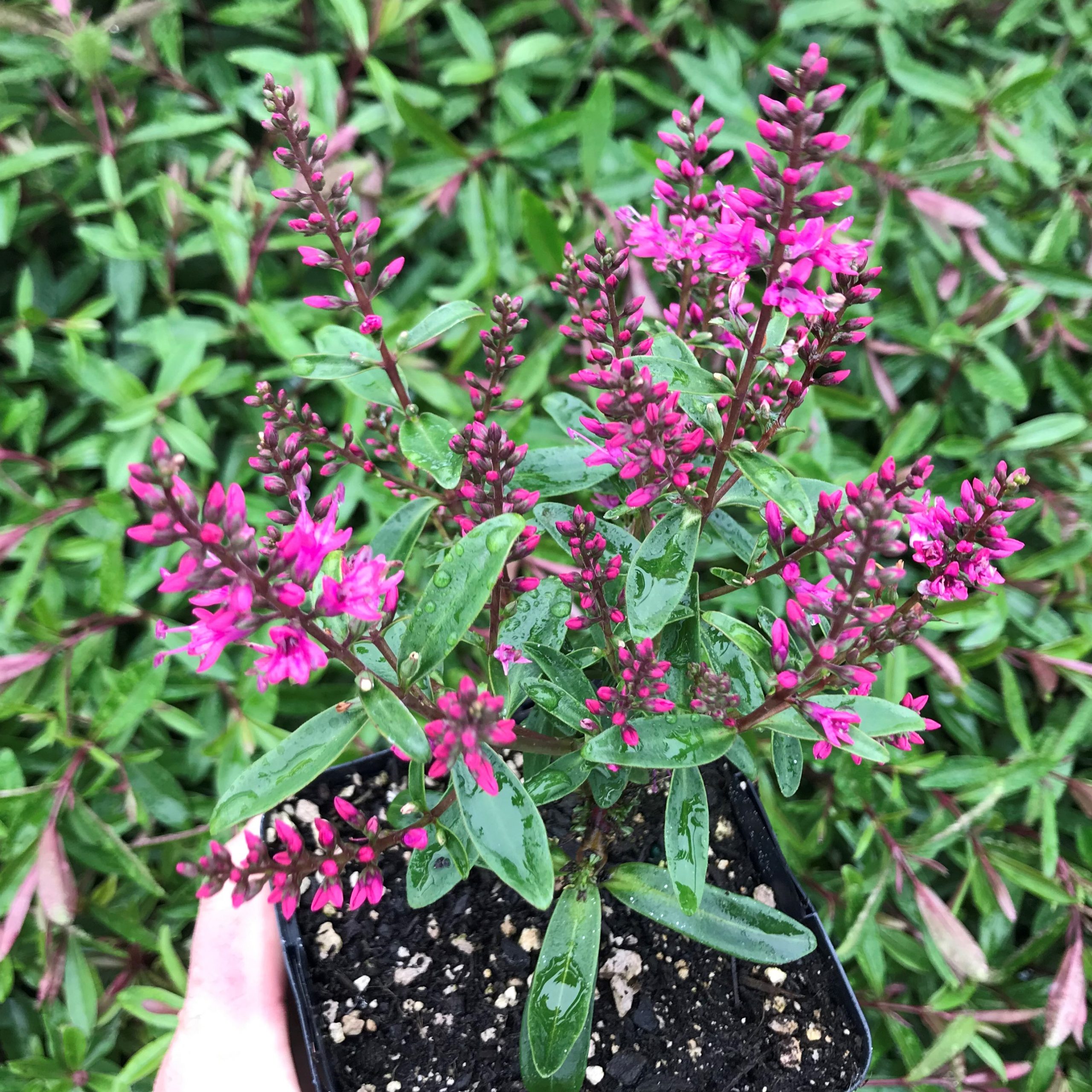 Hebe 'Wiri Blush' (4.5" Pot)