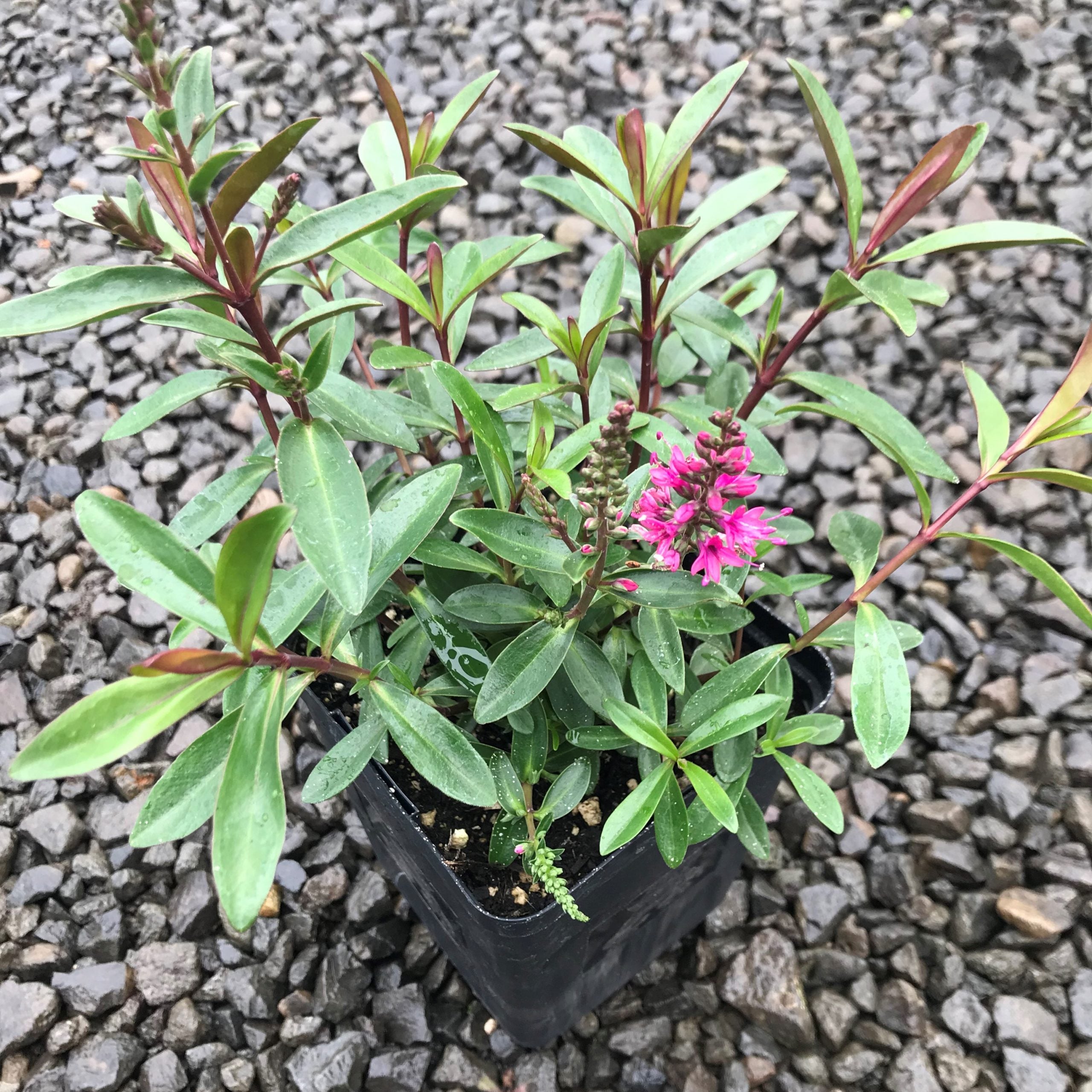 Hebe 'Wiri Blush' (4.5" Pot) - Image 5
