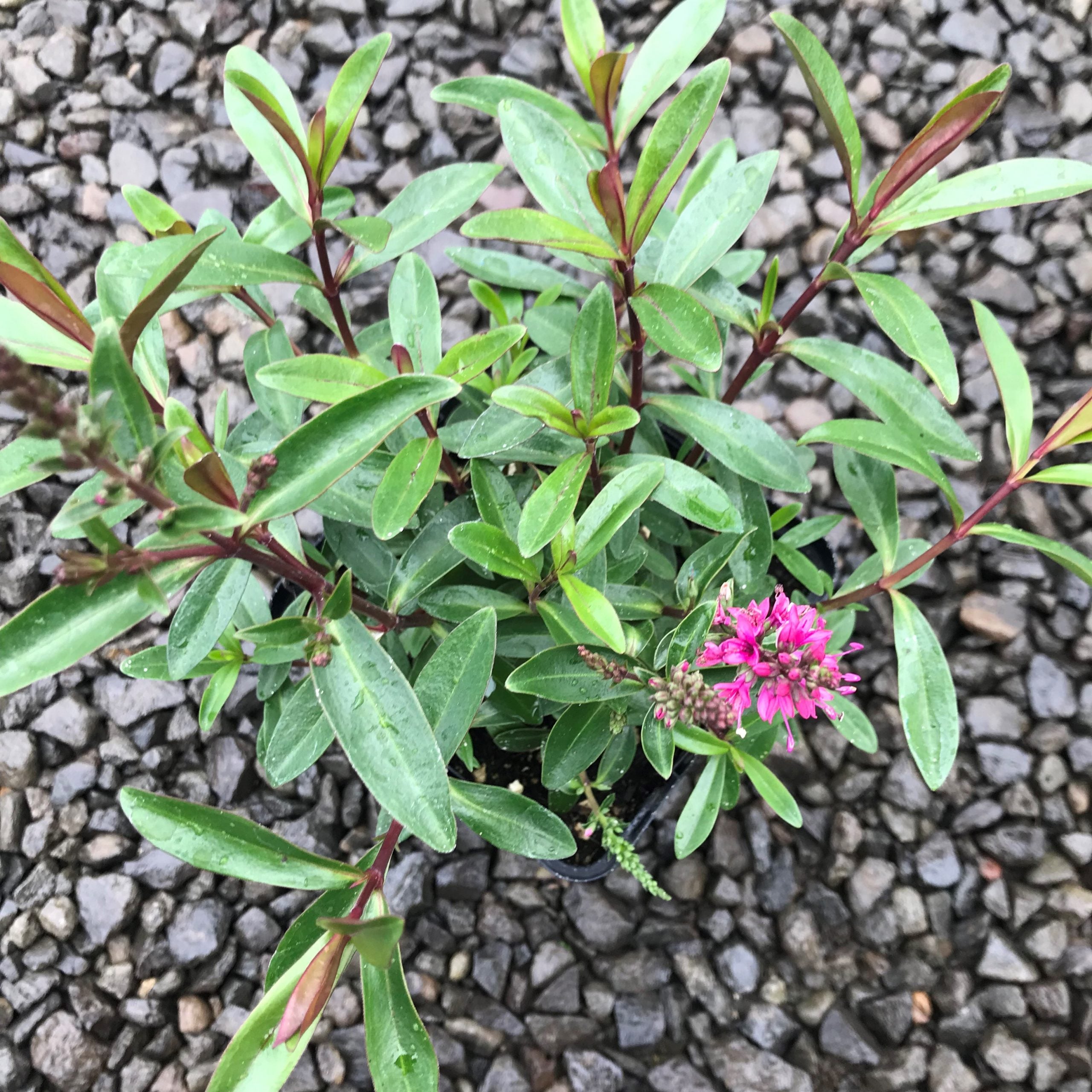 Hebe 'Wiri Blush' (4.5" Pot) - Image 4