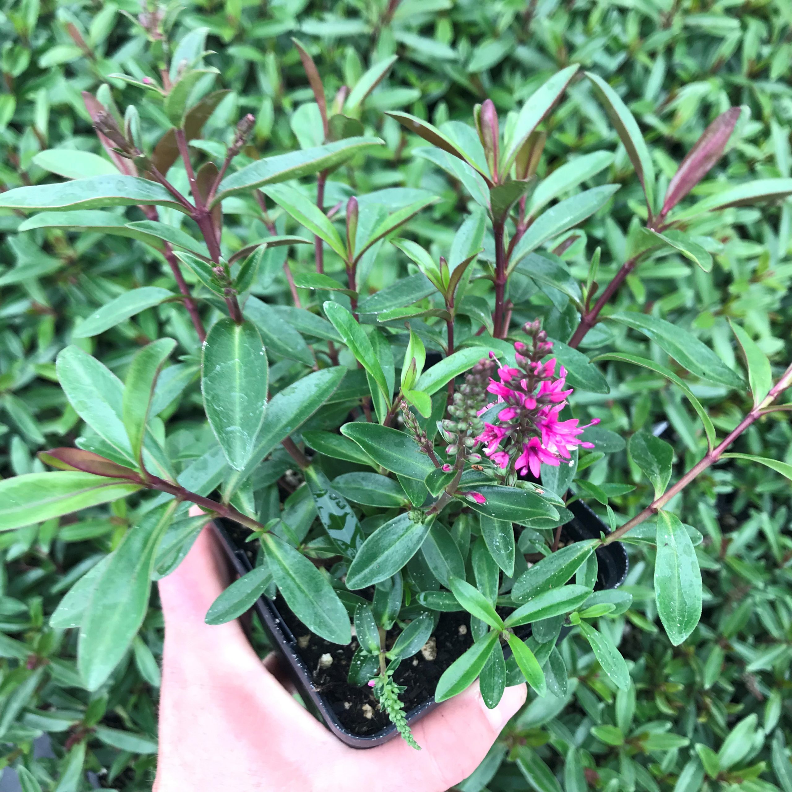 Hebe 'Wiri Blush' (4.5" Pot) - Image 3
