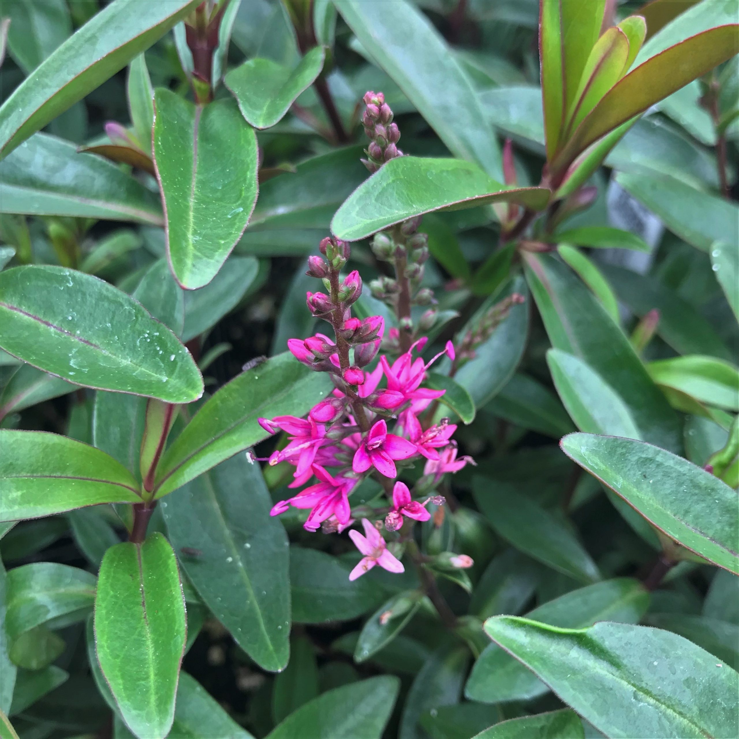 Hebe 'Wiri Blush' (4.5" Pot) - Image 2