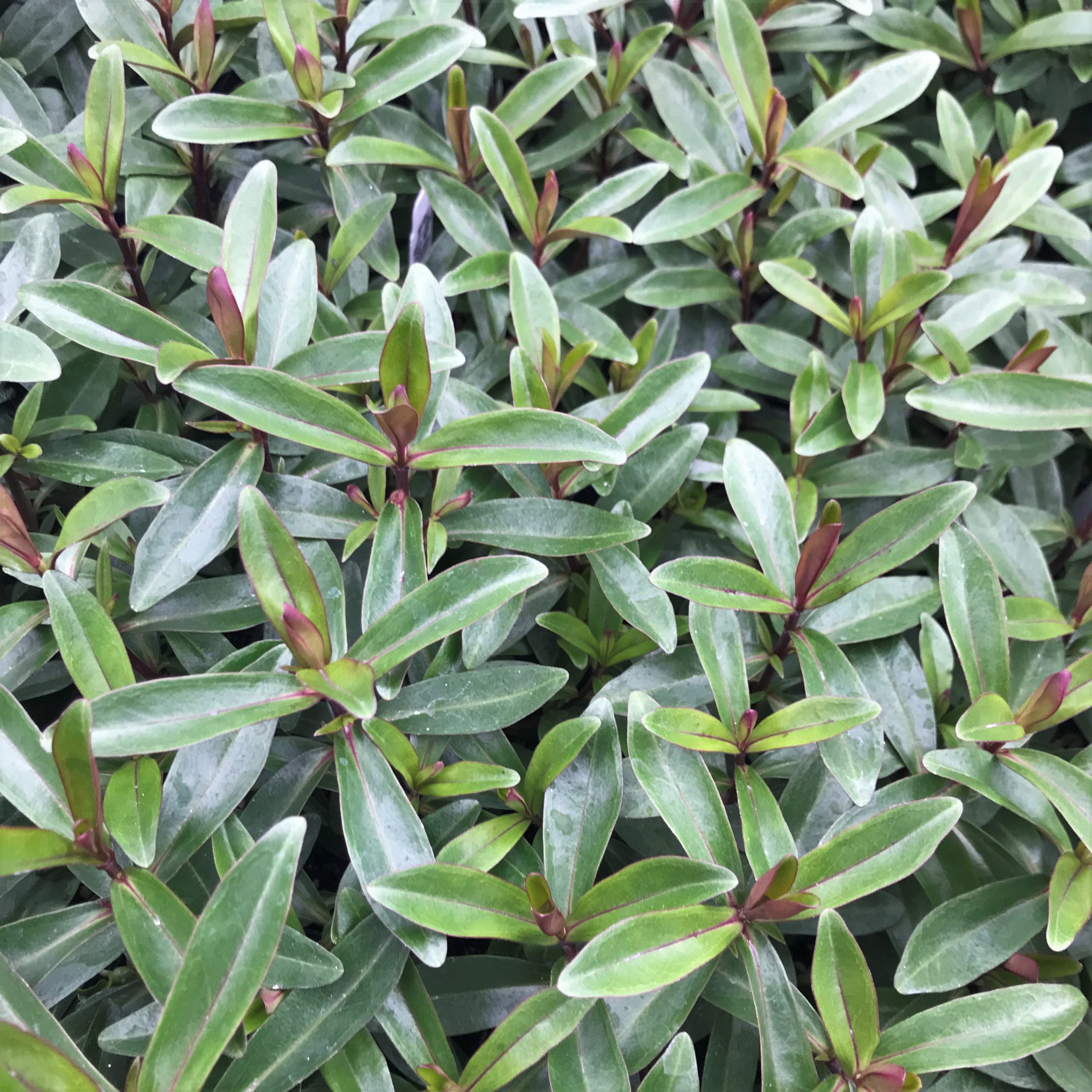 Hebe 'Wiri Blush' (4.5" Pot) - Image 6