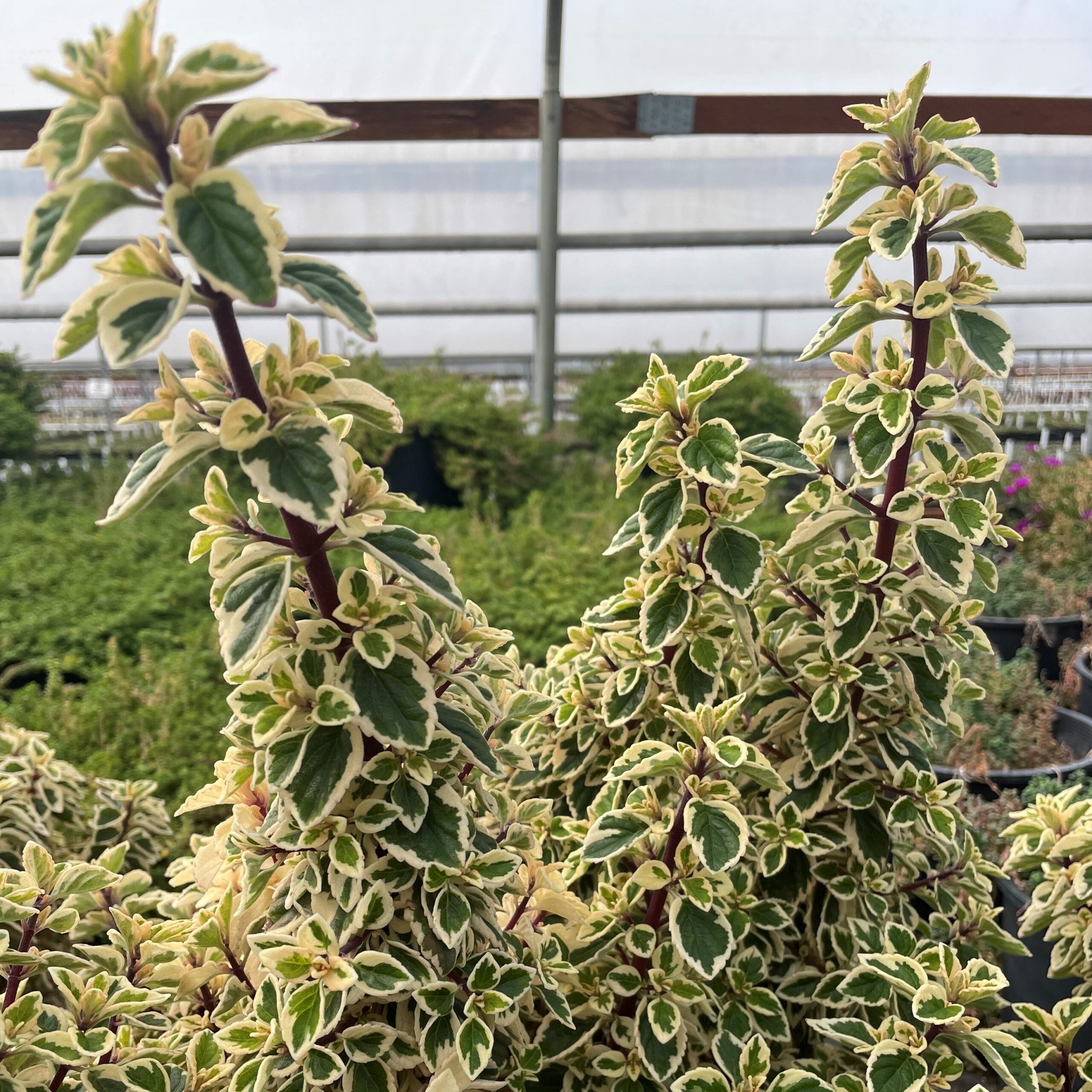 Hemizygia 'Candy Kisses' - Candy Kisses Wild Sage (4.5" Pot) - Image 6