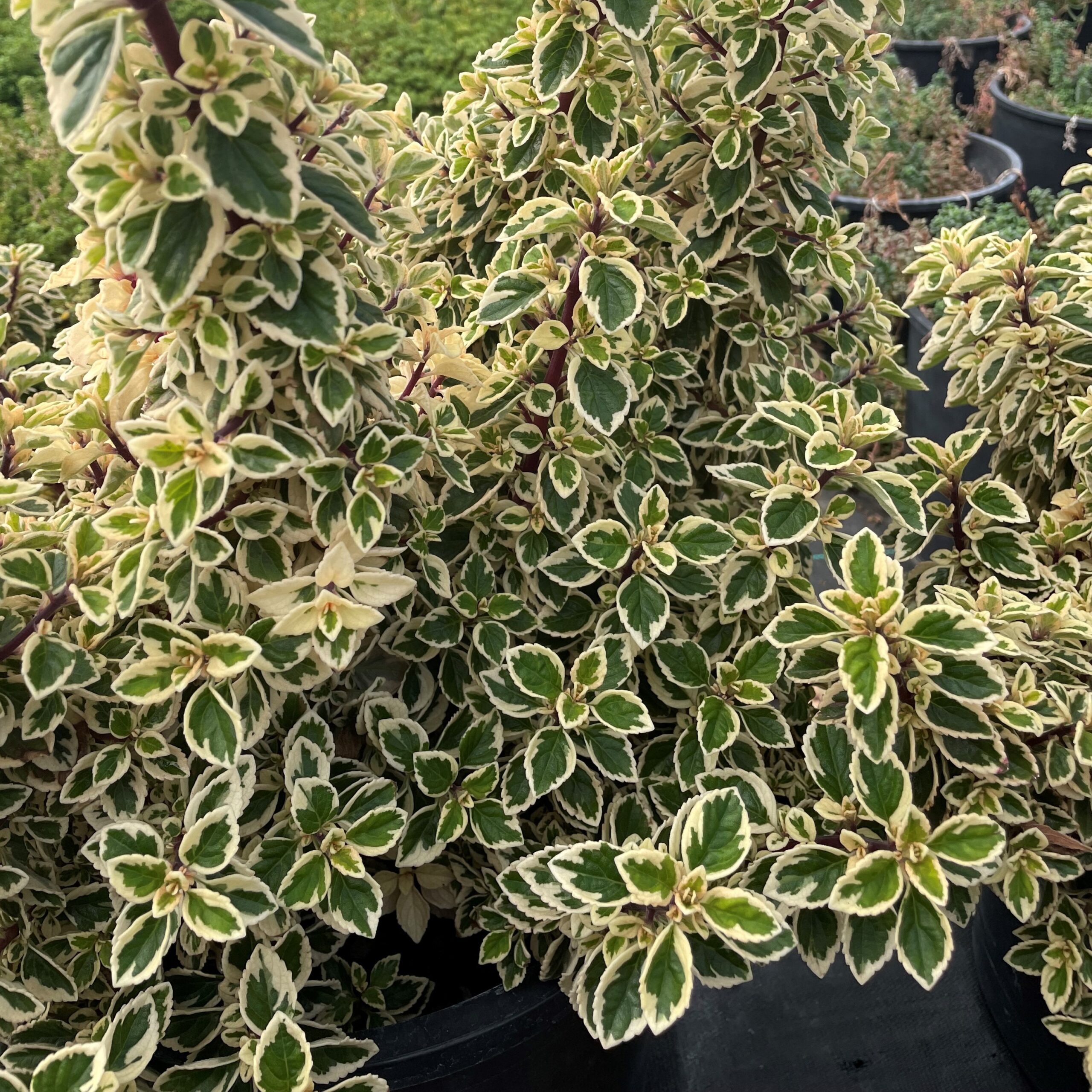 Hemizygia 'Candy Kisses' - Candy Kisses Wild Sage (4.5" Pot) - Image 7