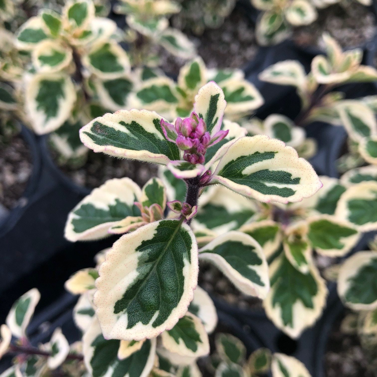 Hemizygia 'Candy Kisses' - Candy Kisses Wild Sage (4.5" Pot) - Image 2