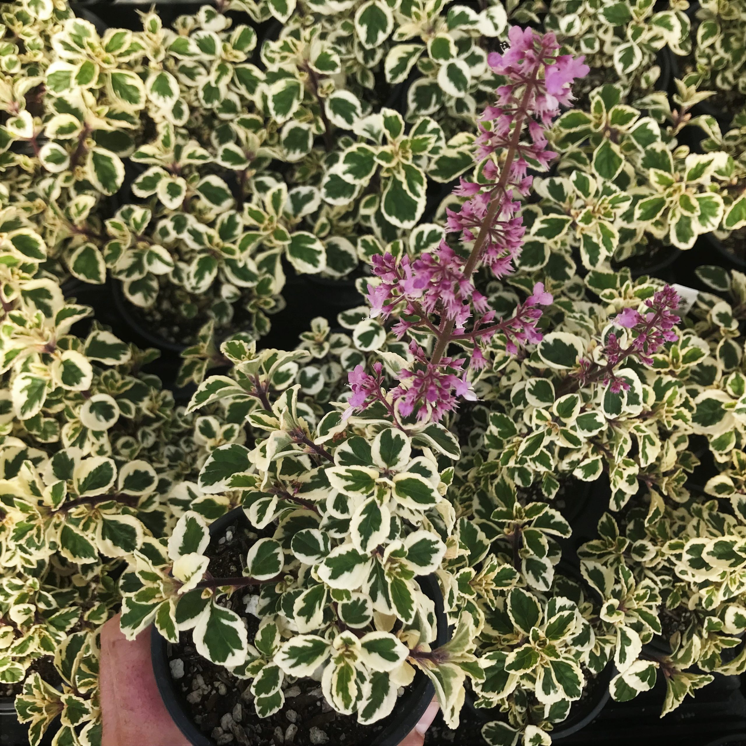 Hemizygia 'Candy Kisses' - Candy Kisses Wild Sage (4.5" Pot) - Image 4