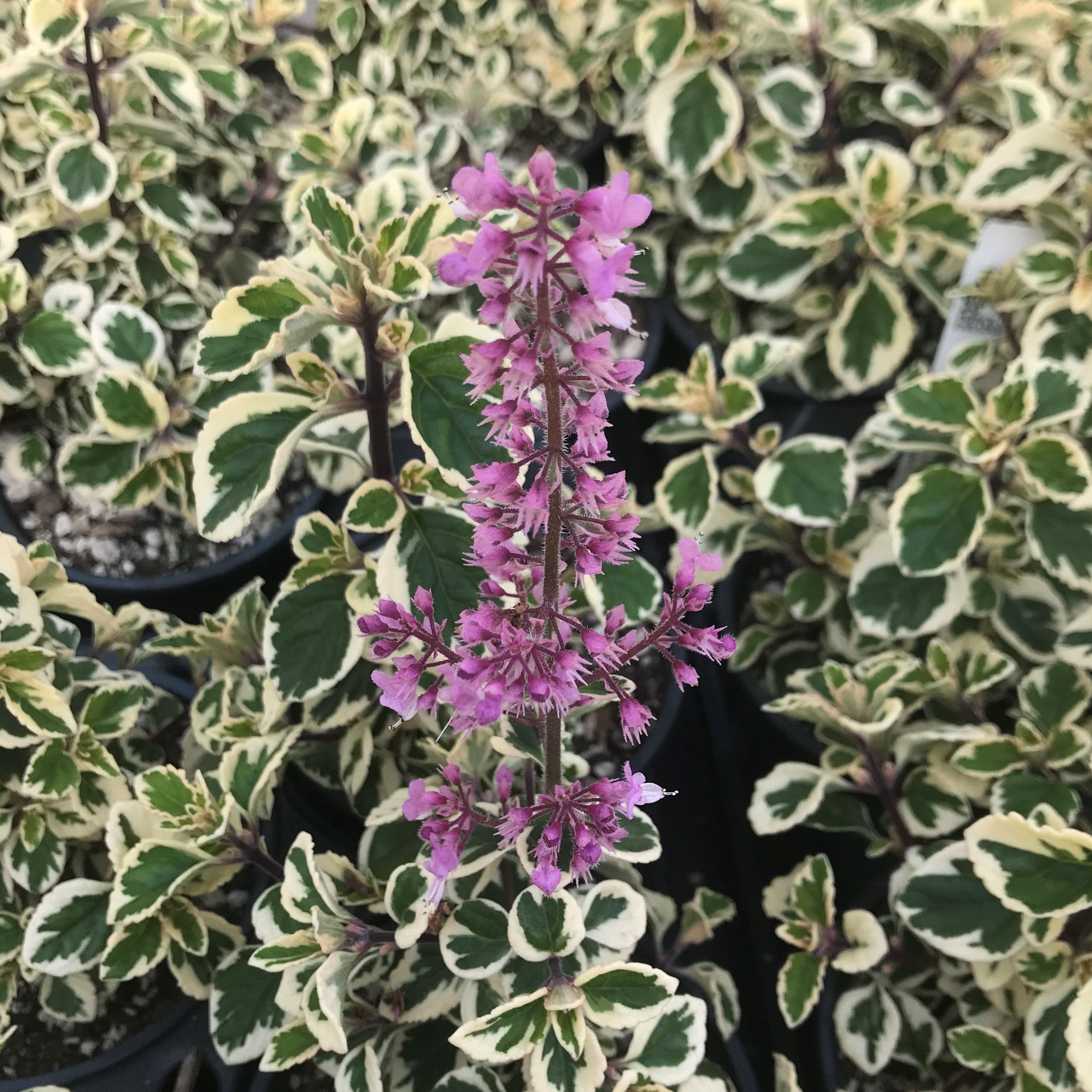 Hemizygia 'Candy Kisses' - Candy Kisses Wild Sage (4.5" Pot) - Image 3