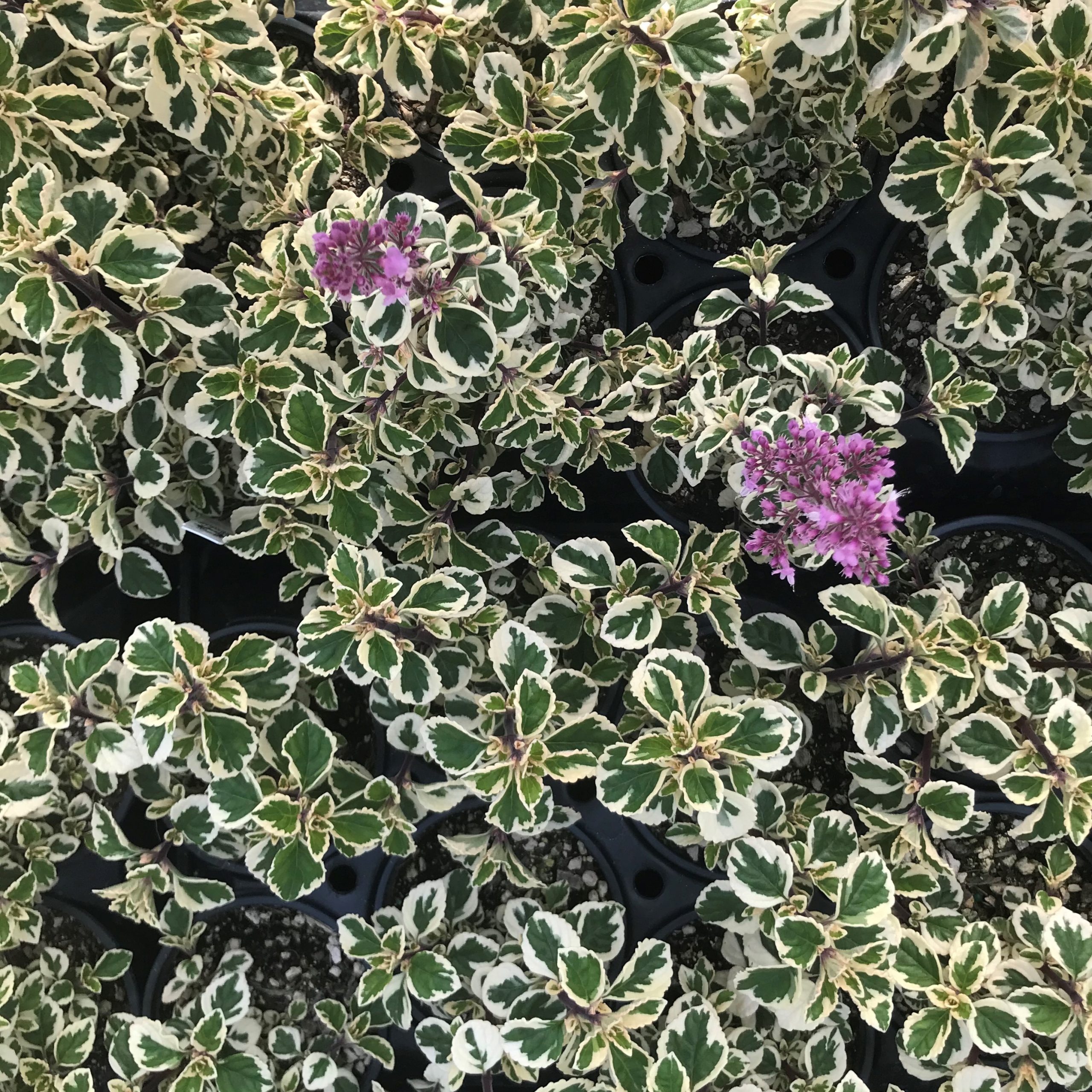 Hemizygia 'Candy Kisses' - Candy Kisses Wild Sage (4.5" Pot) - Image 9
