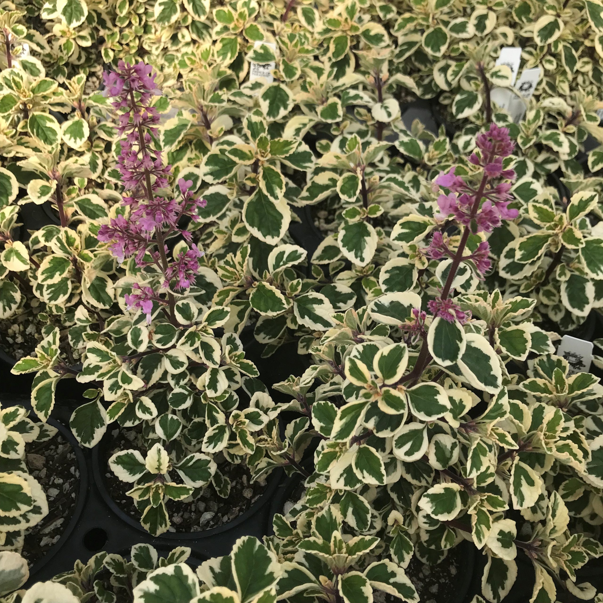 Hemizygia 'Candy Kisses' - Candy Kisses Wild Sage (4.5" Pot) - Image 8