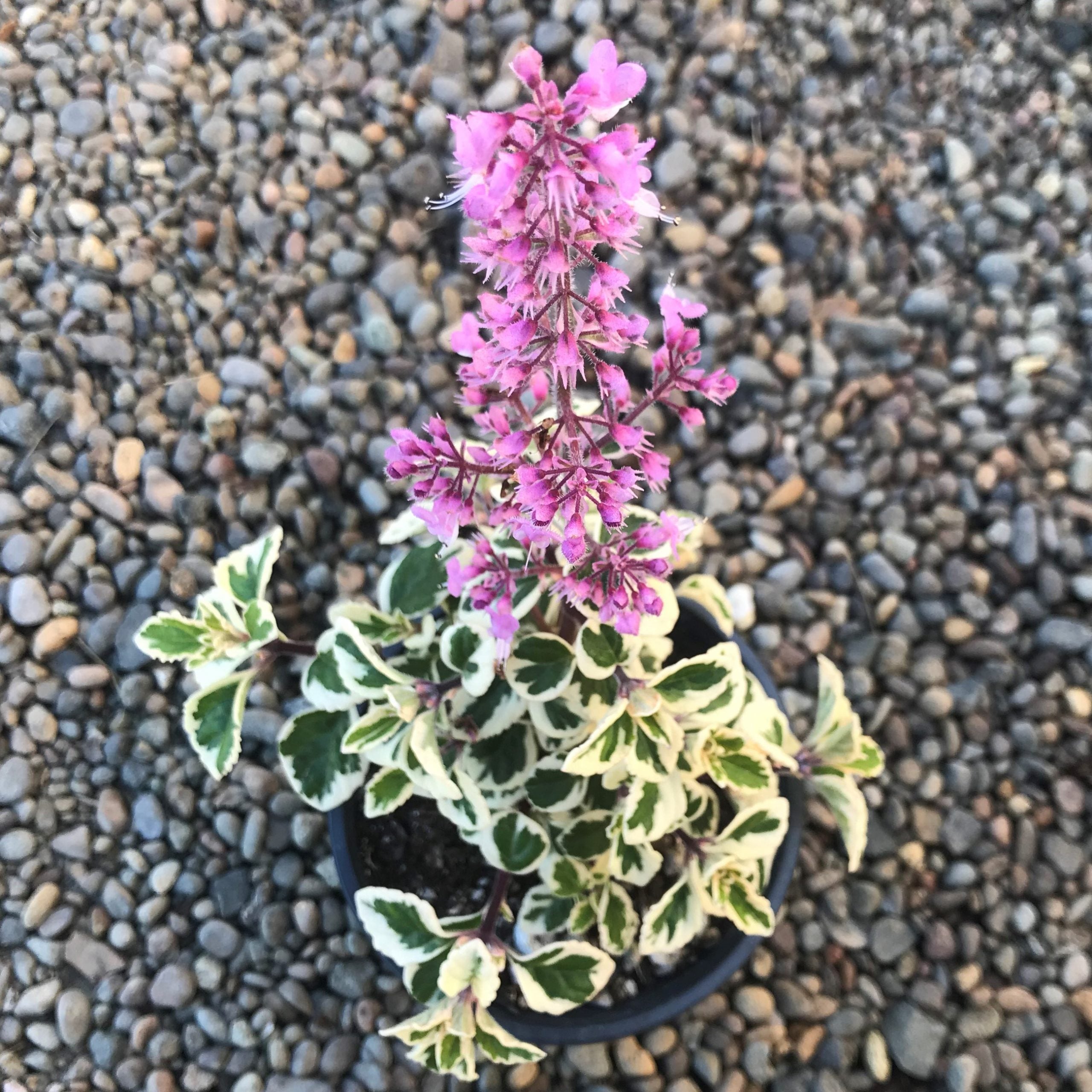 Hemizygia 'Candy Kisses' - Candy Kisses Wild Sage (4.5