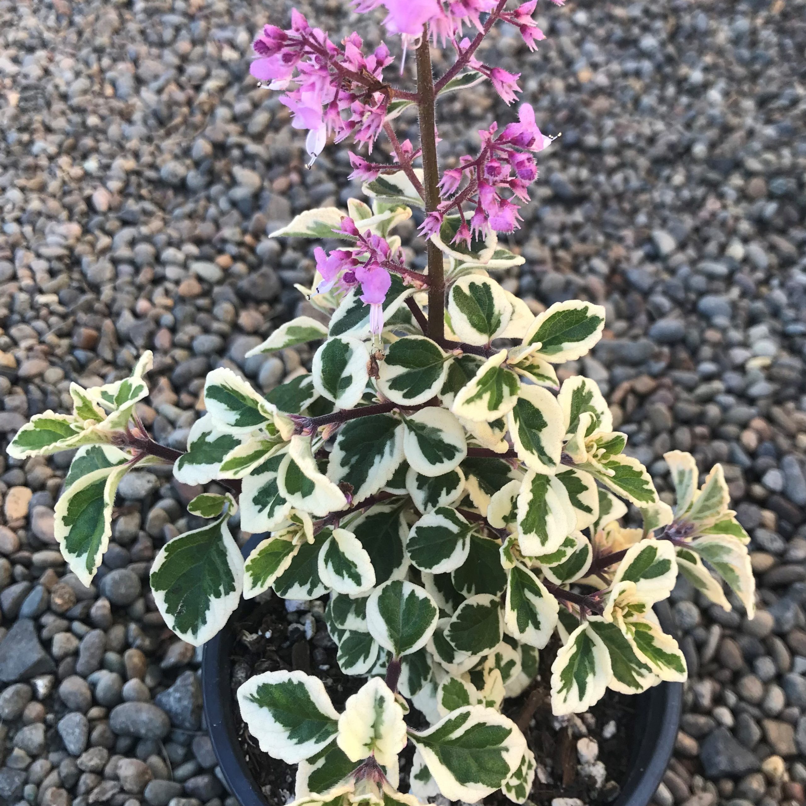 Hemizygia 'Candy Kisses' - Candy Kisses Wild Sage (4.5" Pot) - Image 5