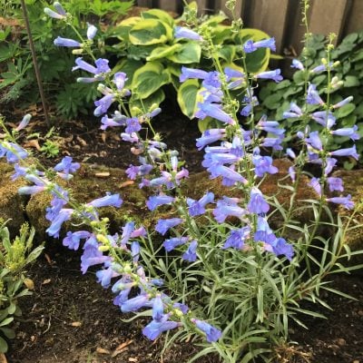Penstemon heterophyllus 'Electric Blue' - Beardtongue (4" Pot)