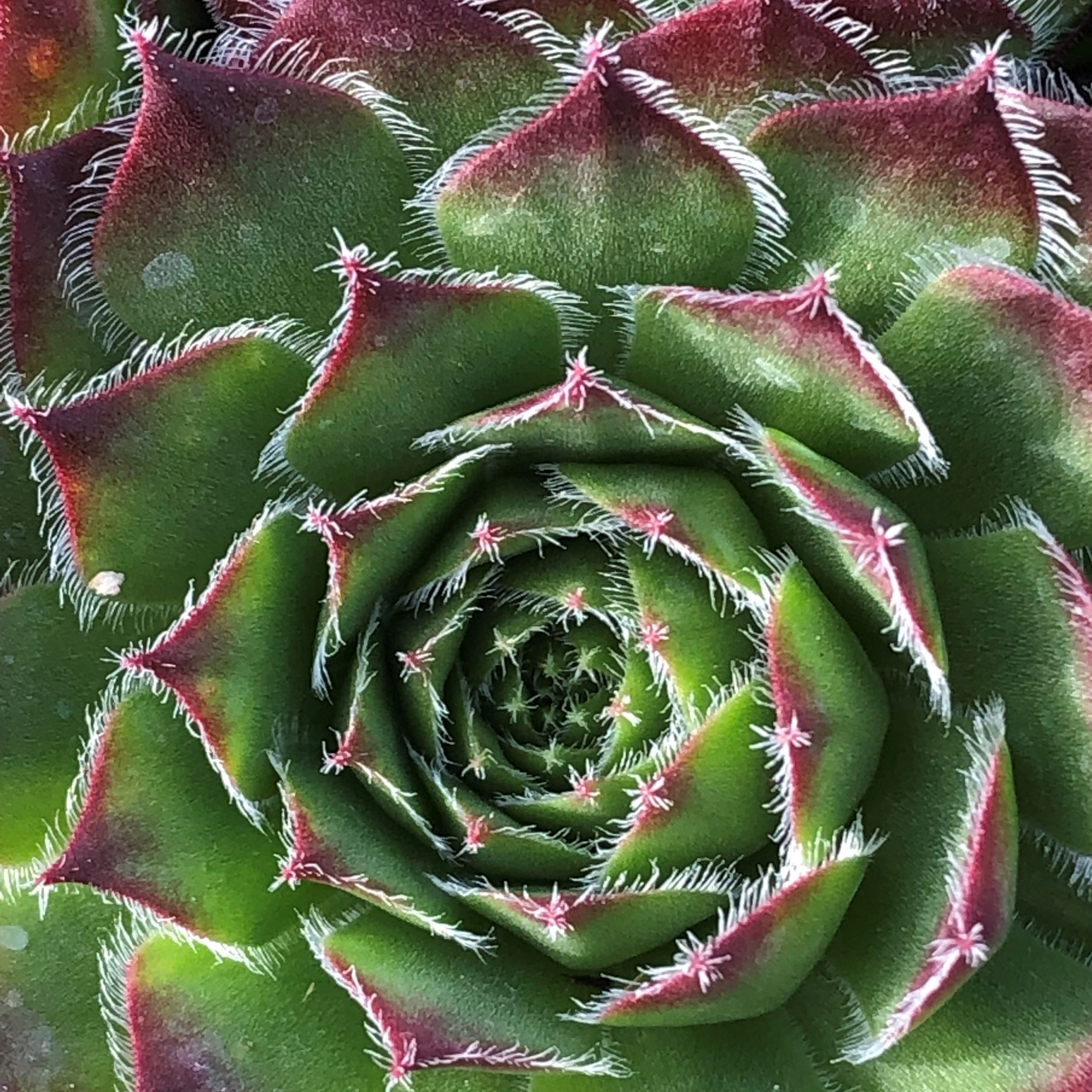 Sempervivum 'Sirius' - Hens & Chicks (3.5" Pot) - Image 2
