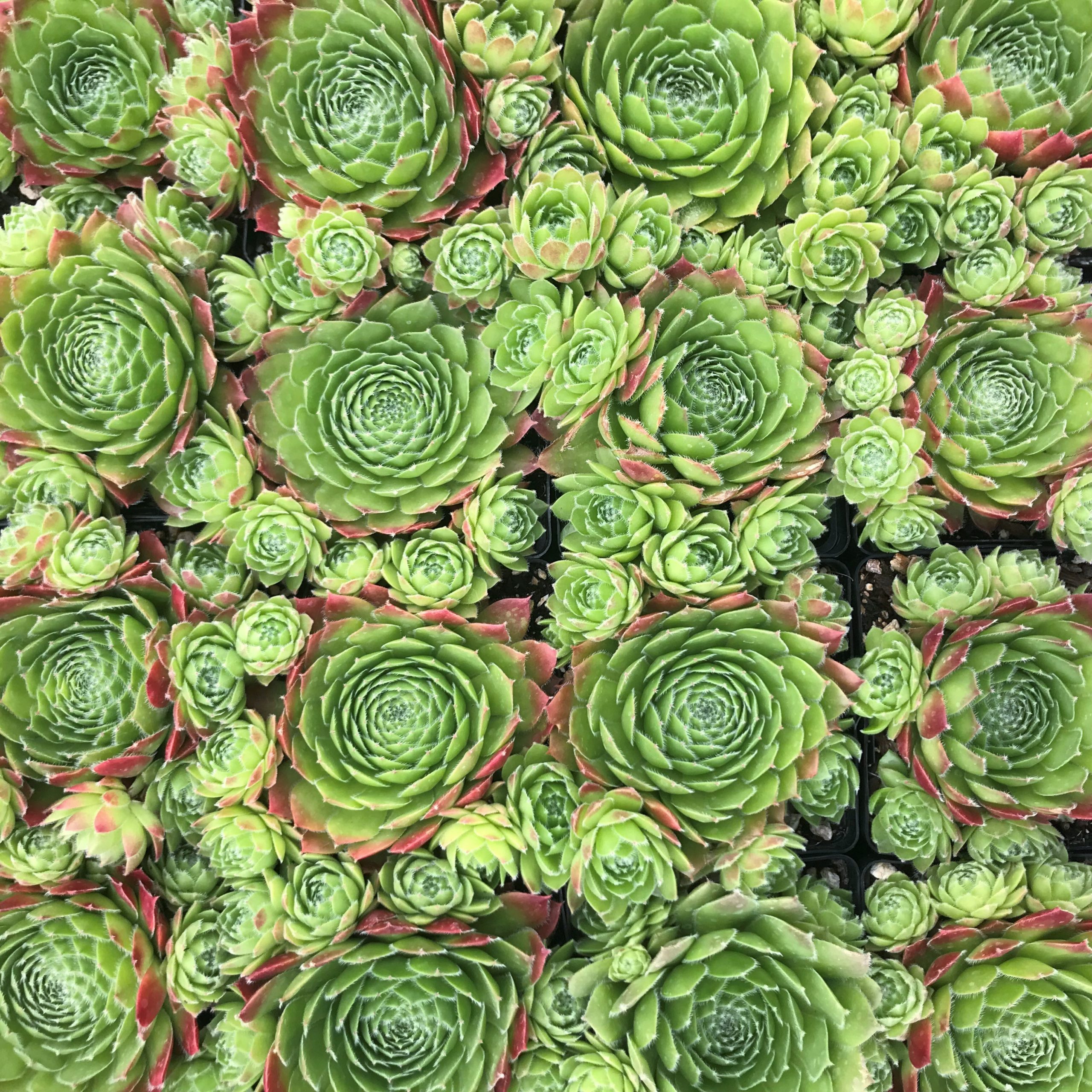 Sempervivum 'Sirius' - Hens & Chicks (3.5" Pot) - Image 7